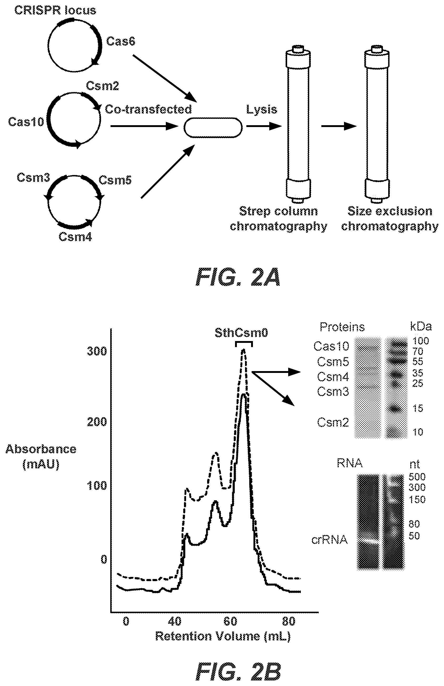 Patent US12139731 Figure 2 – CRISPR-based programmable RNA editing