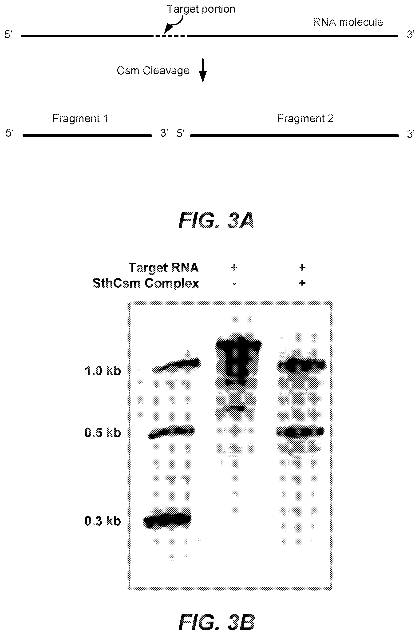 Patent US12139731 Figure 3 – CRISPR-based programmable RNA editing