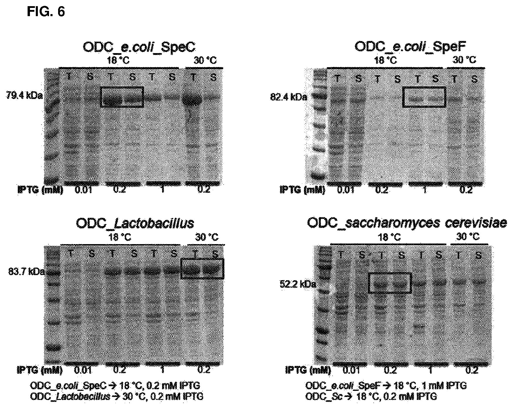 Patent US12139733 Figure 5 – Ornithine decarboxylase variant and method for producing putrescine by using same