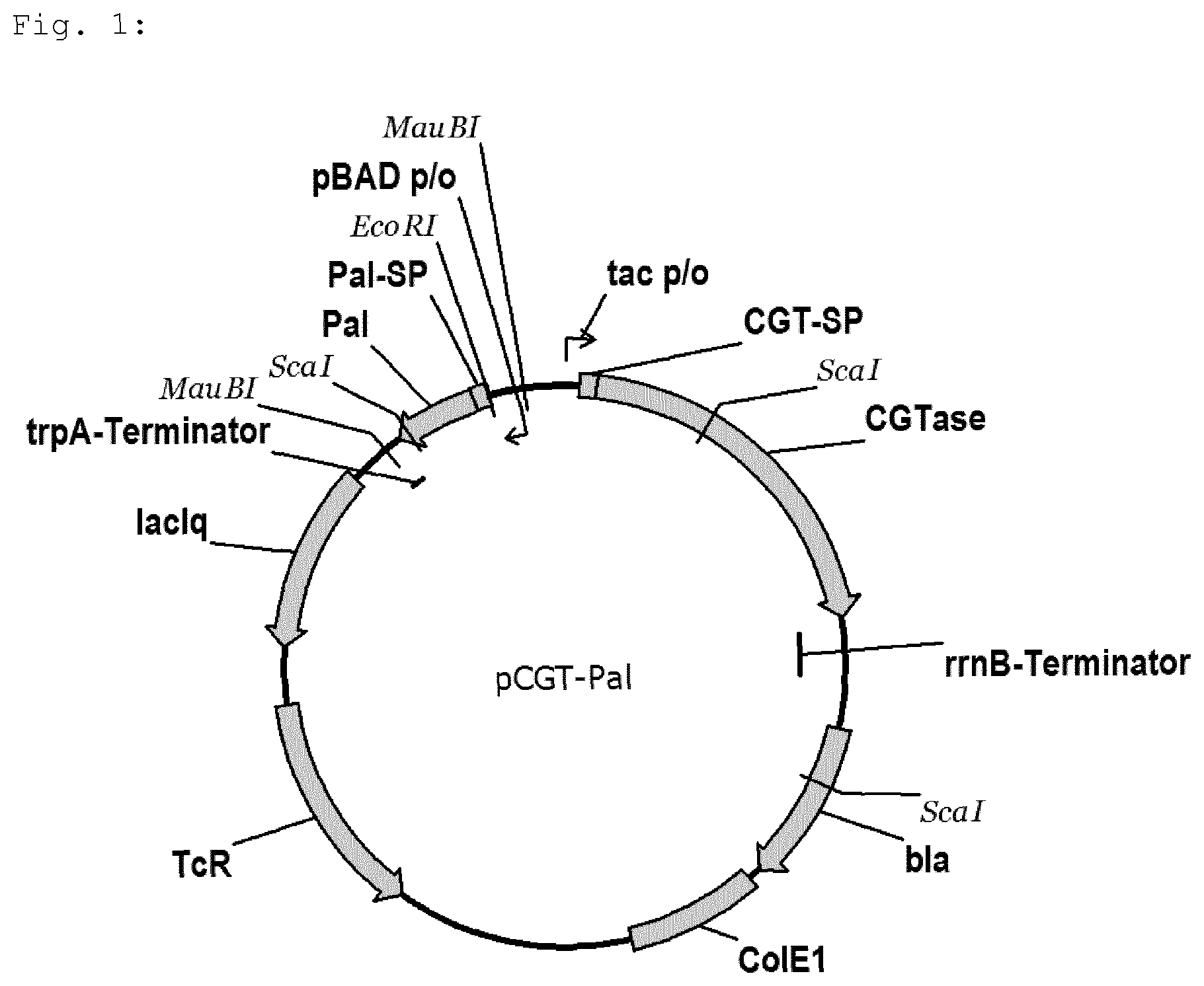 Patent US12139736 Figure 1 – Bacterial strain for releasing a recombinant protein in a fermentation method
