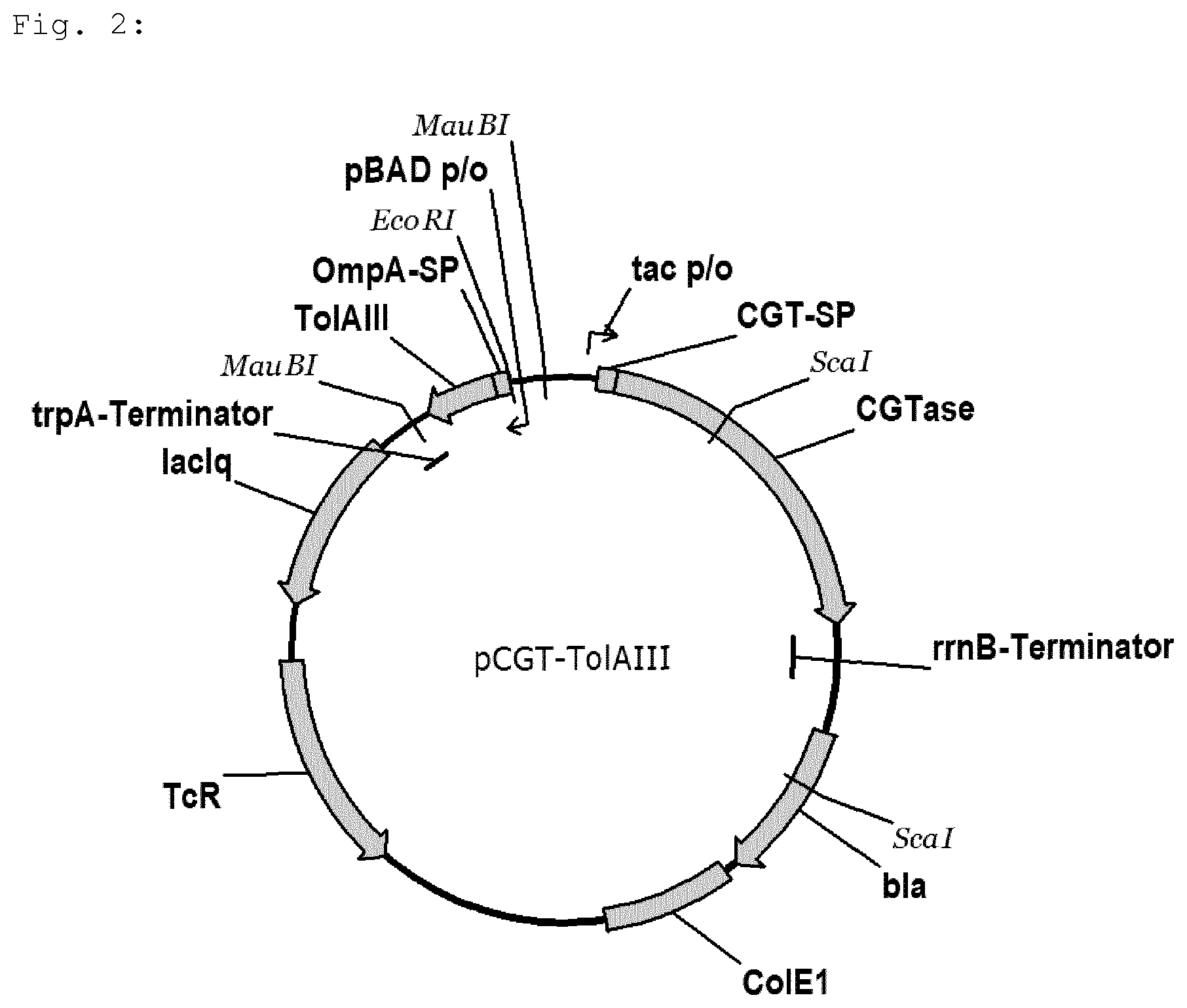 Patent US12139736 Figure 2 – Bacterial strain for releasing a recombinant protein in a fermentation method