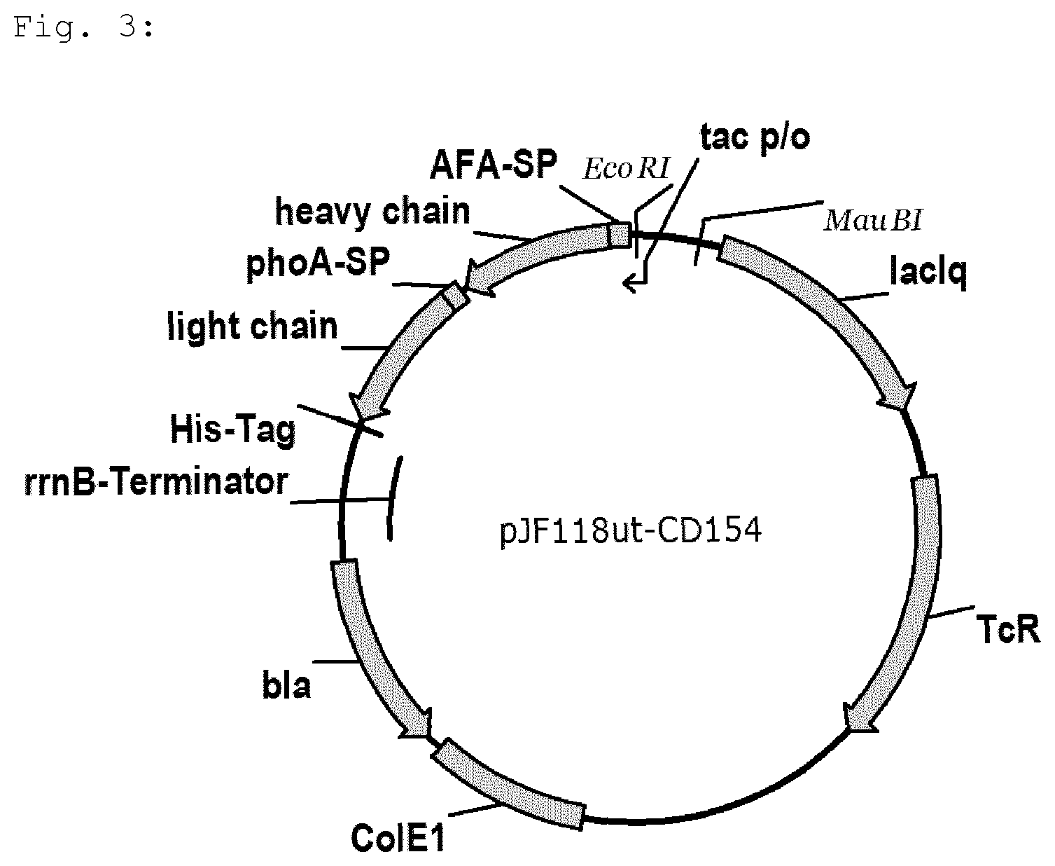 Patent US12139736 Figure 3 – Bacterial strain for releasing a recombinant protein in a fermentation method