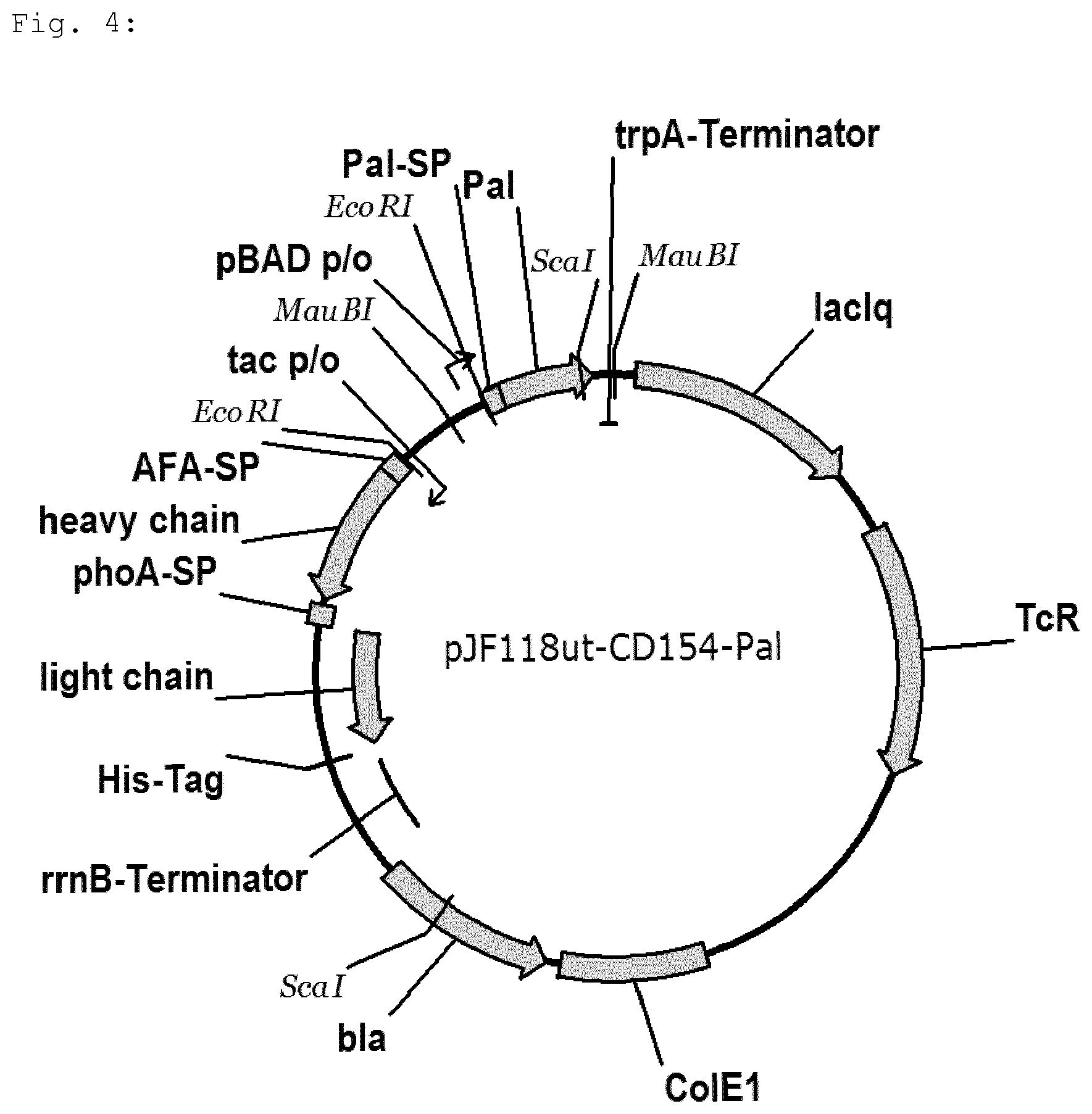 Patent US12139736 Figure 4 – Bacterial strain for releasing a recombinant protein in a fermentation method