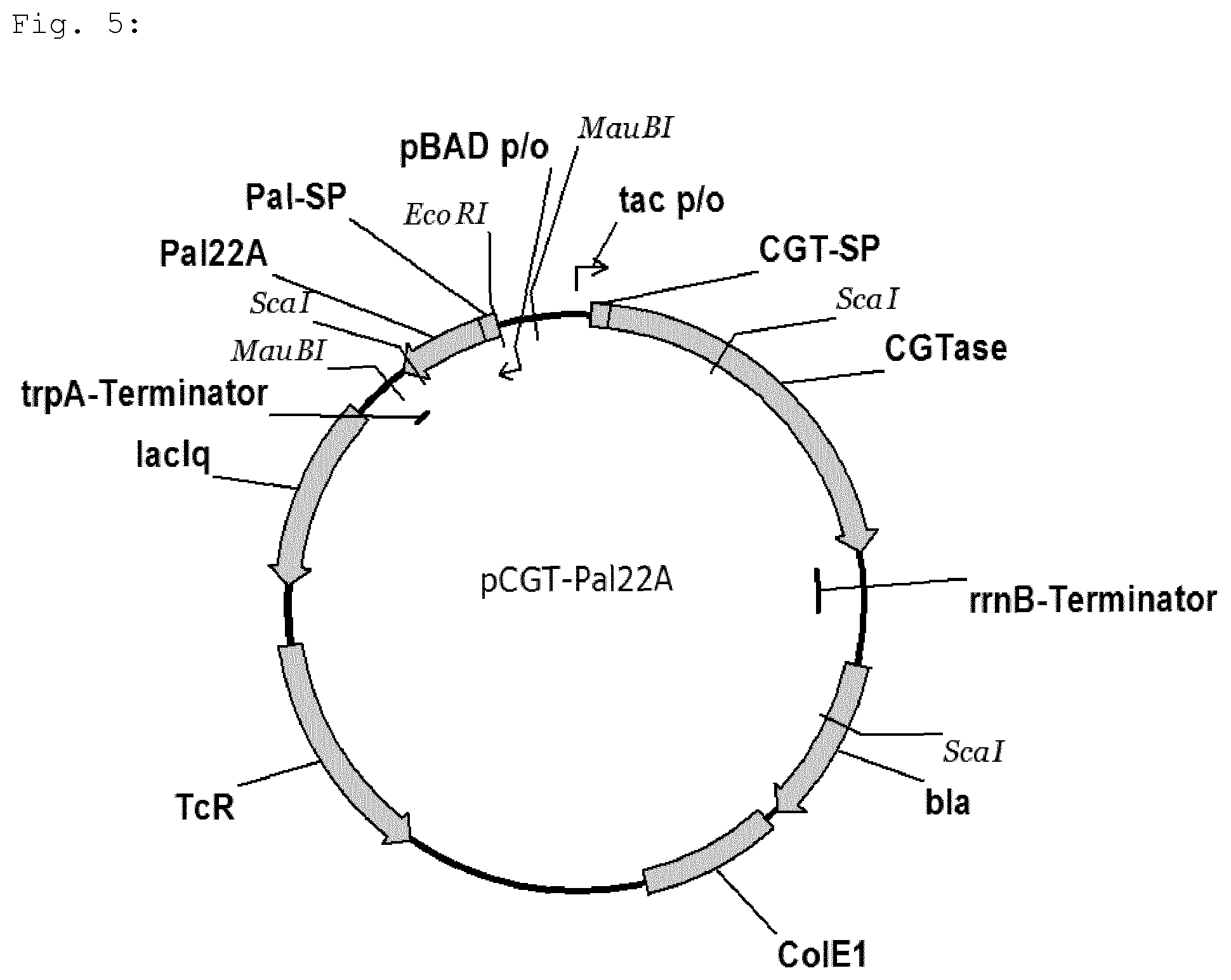 Patent US12139736 Figure 5 – Bacterial strain for releasing a recombinant protein in a fermentation method