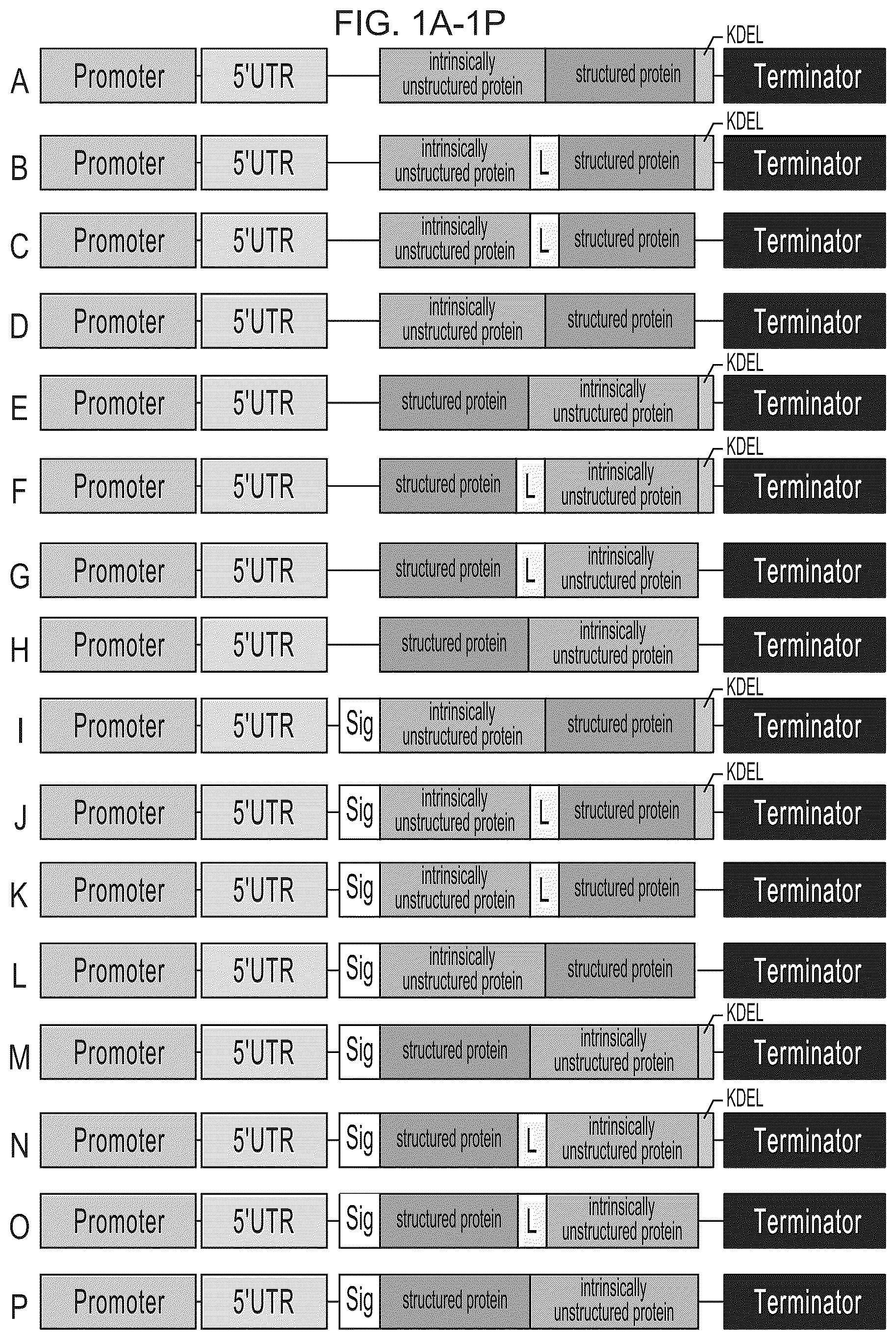Patent US12139737 — Host cells comprising a recombinant casein protein and a recombinant kinase protein — Figure 1