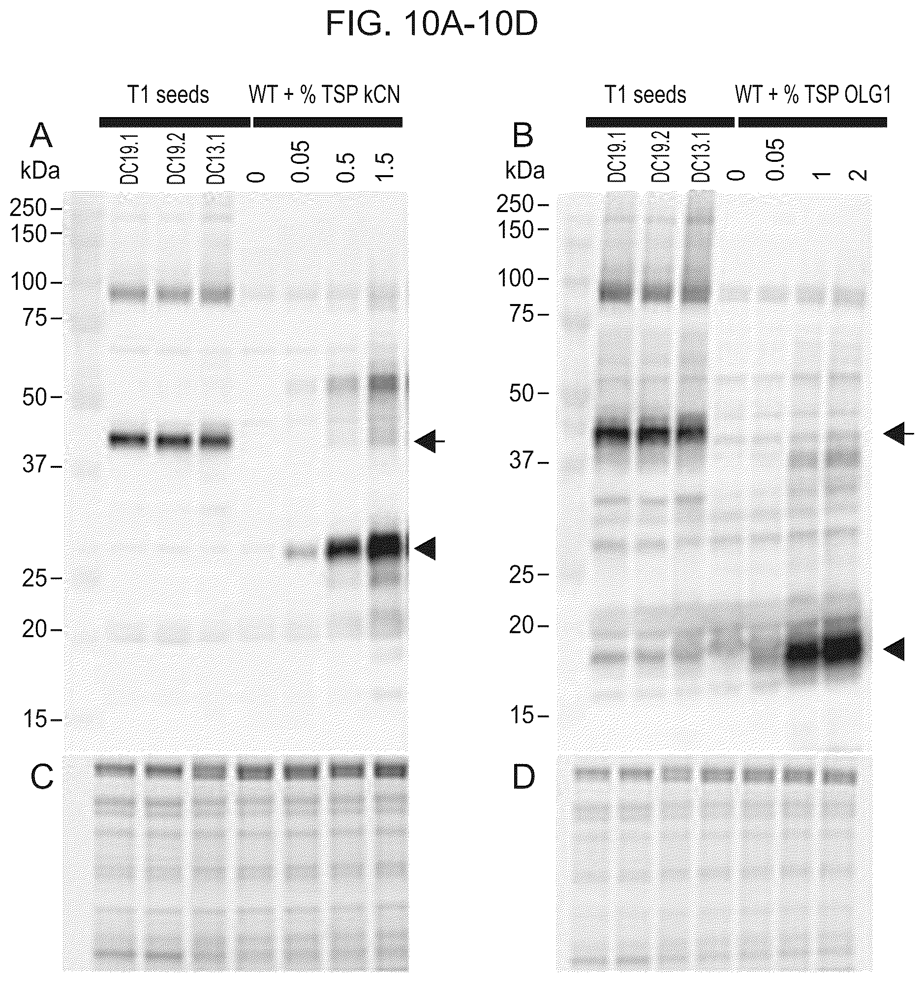 Patent US12139737 Figure 5 – Host cells comprising a recombinant casein protein and a recombinant kinase protein