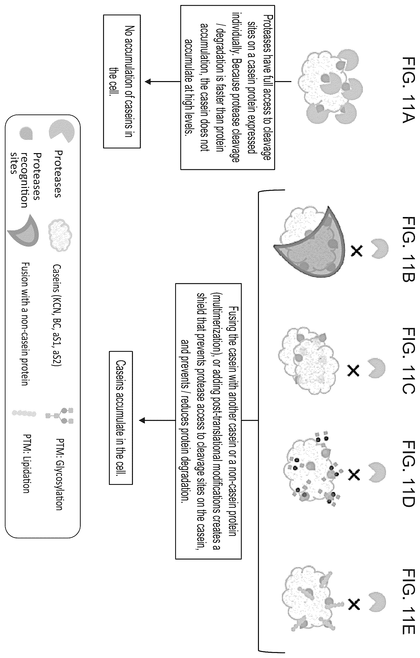 Patent US12139737 Figure 6 – Host cells comprising a recombinant casein protein and a recombinant kinase protein