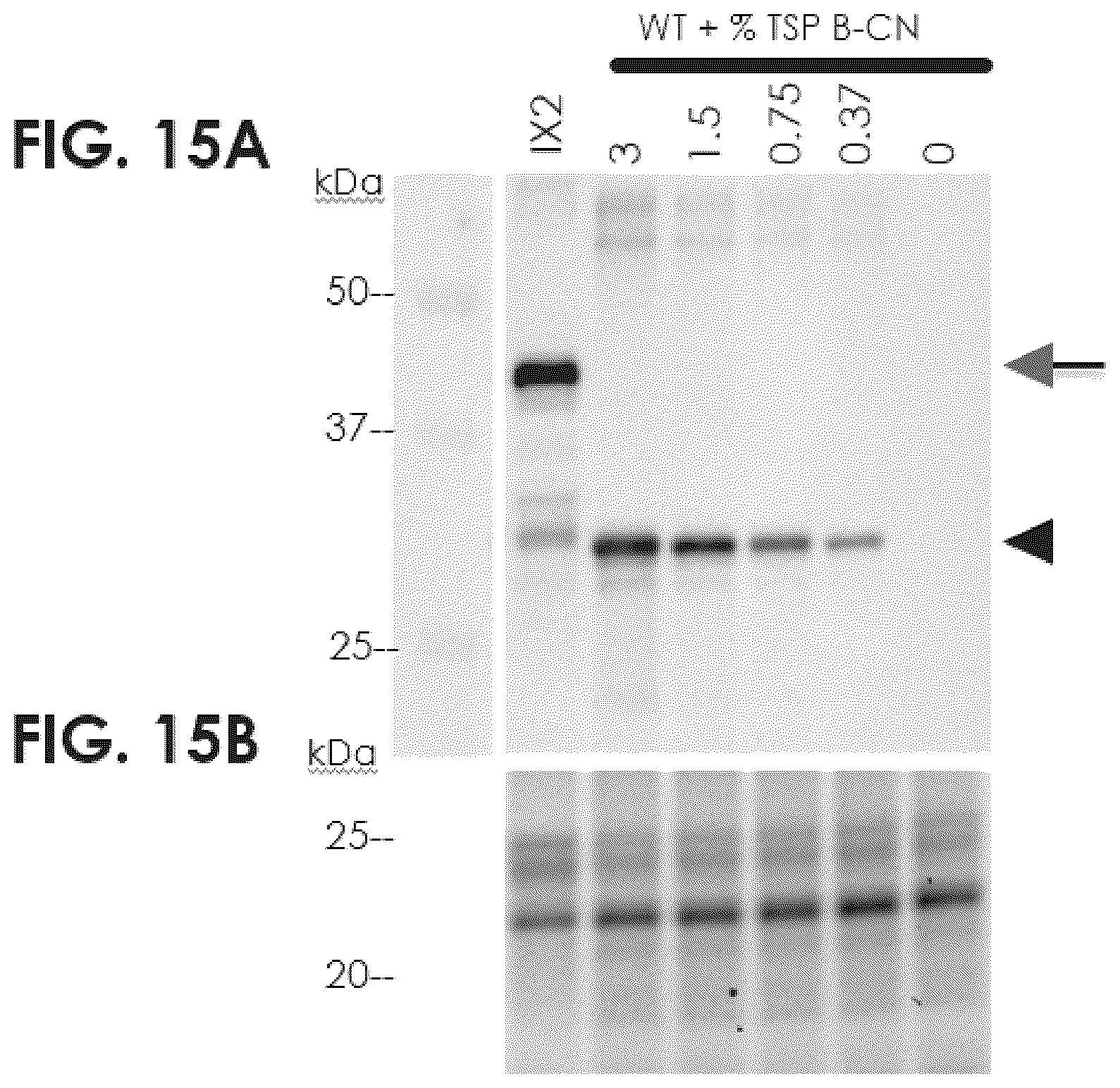 Patent US12139737 Figure 10 – Host cells comprising a recombinant casein protein and a recombinant kinase protein