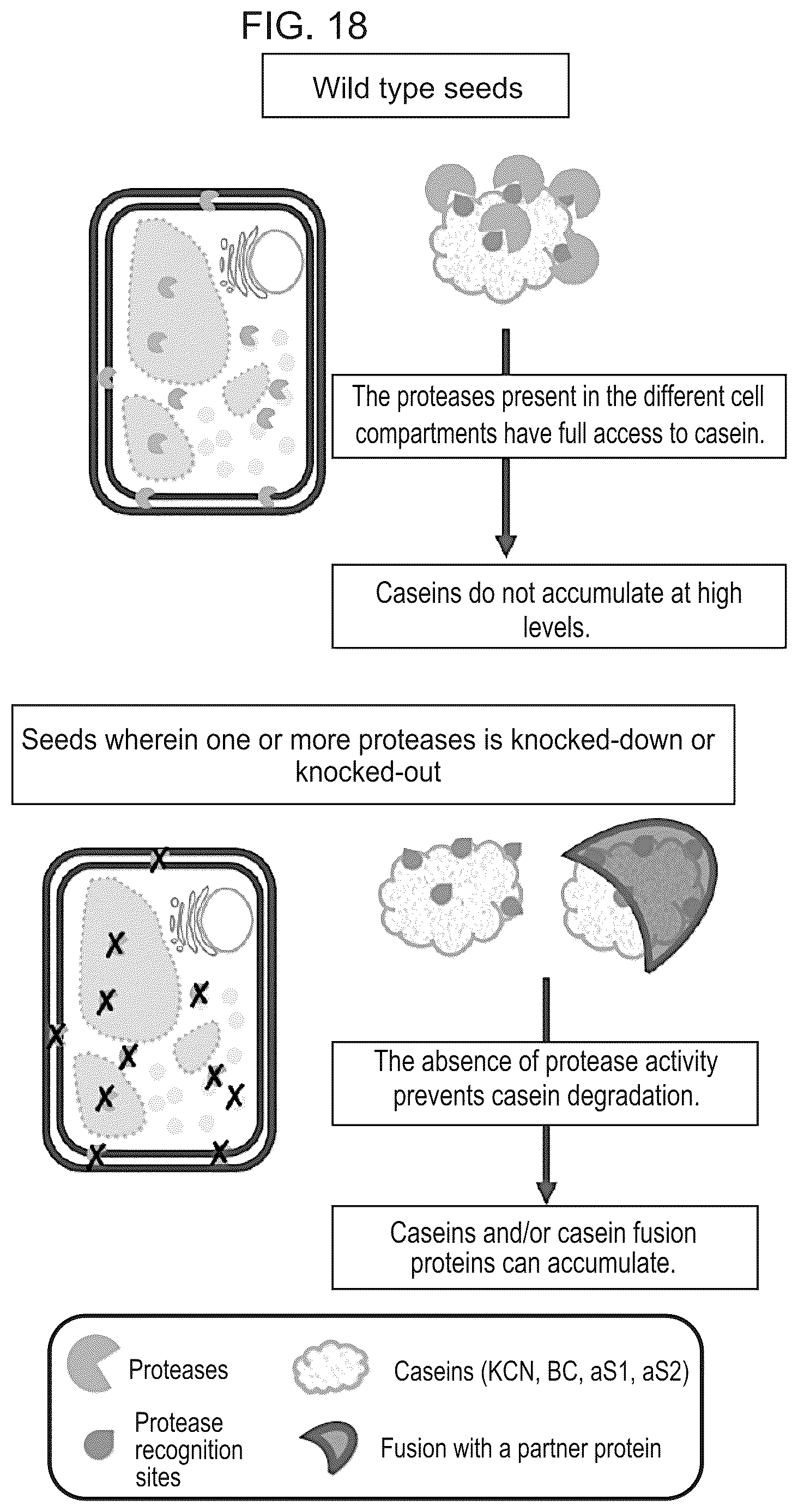 Patent US12139737 Figure 14 – Host cells comprising a recombinant casein protein and a recombinant kinase protein