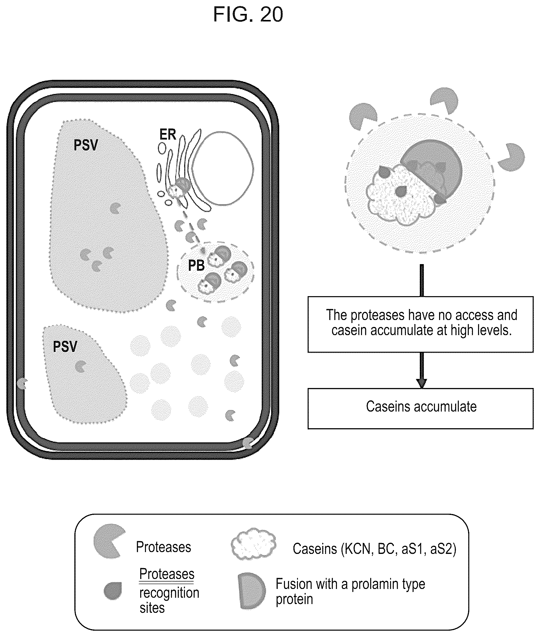 Patent US12139737 Figure 16 – Host cells comprising a recombinant casein protein and a recombinant kinase protein