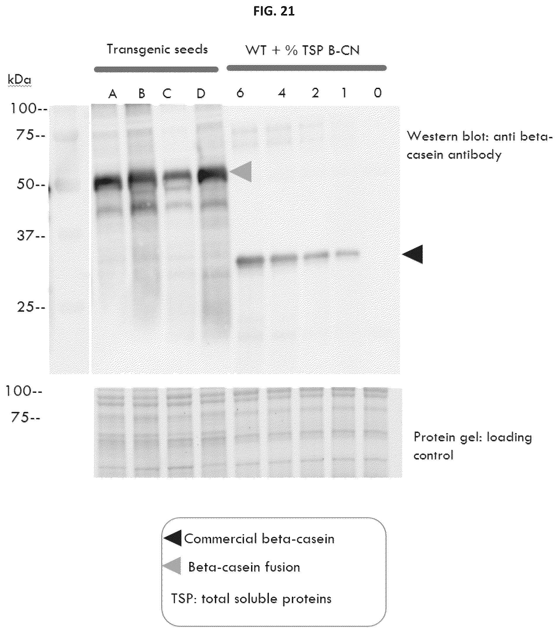 Patent US12139737 Figure 17 – Host cells comprising a recombinant casein protein and a recombinant kinase protein
