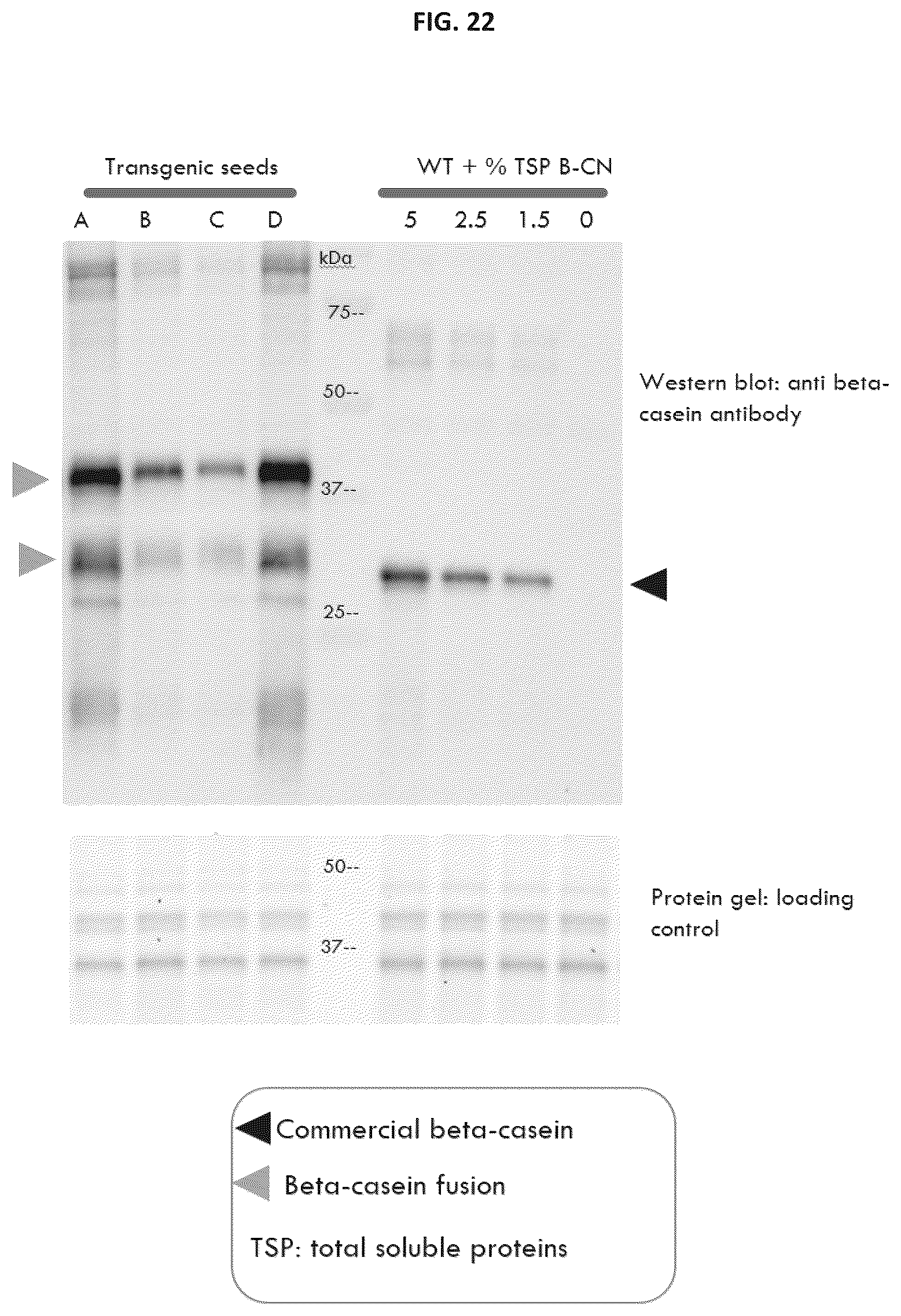 Patent US12139737 Figure 18 – Host cells comprising a recombinant casein protein and a recombinant kinase protein