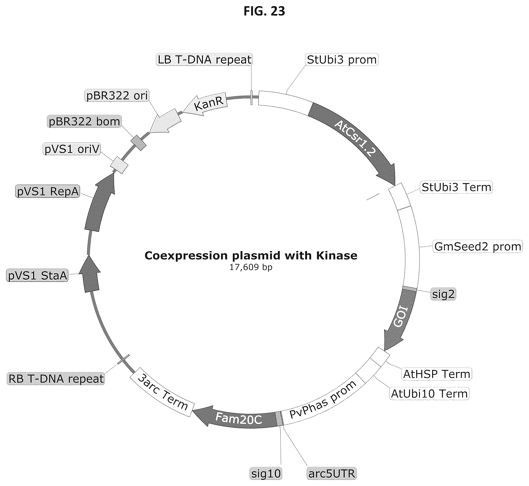 Patent US12139737 Figure 19 – Host cells comprising a recombinant casein protein and a recombinant kinase protein