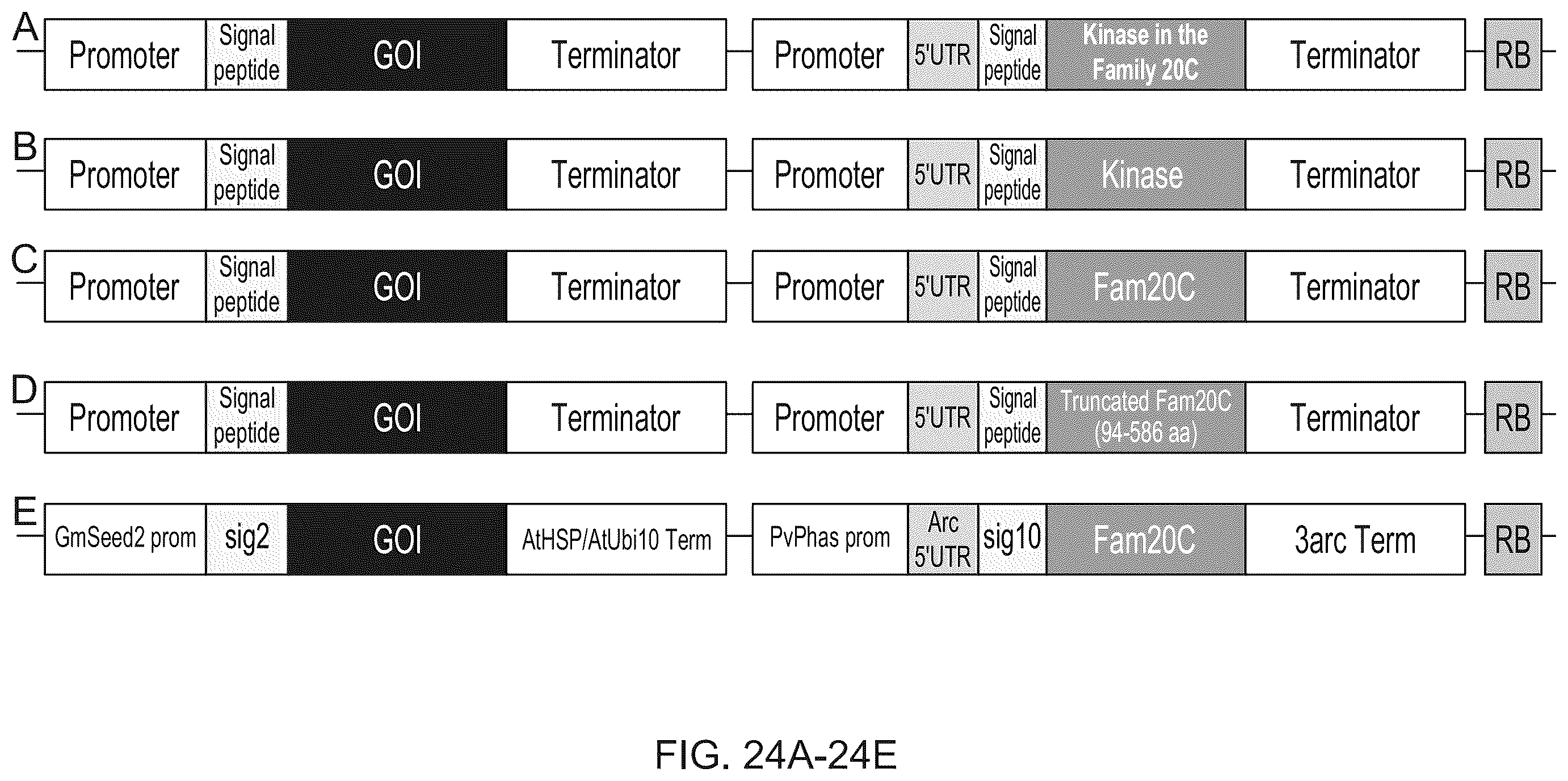 Patent US12139737 Figure 20 – Host cells comprising a recombinant casein protein and a recombinant kinase protein
