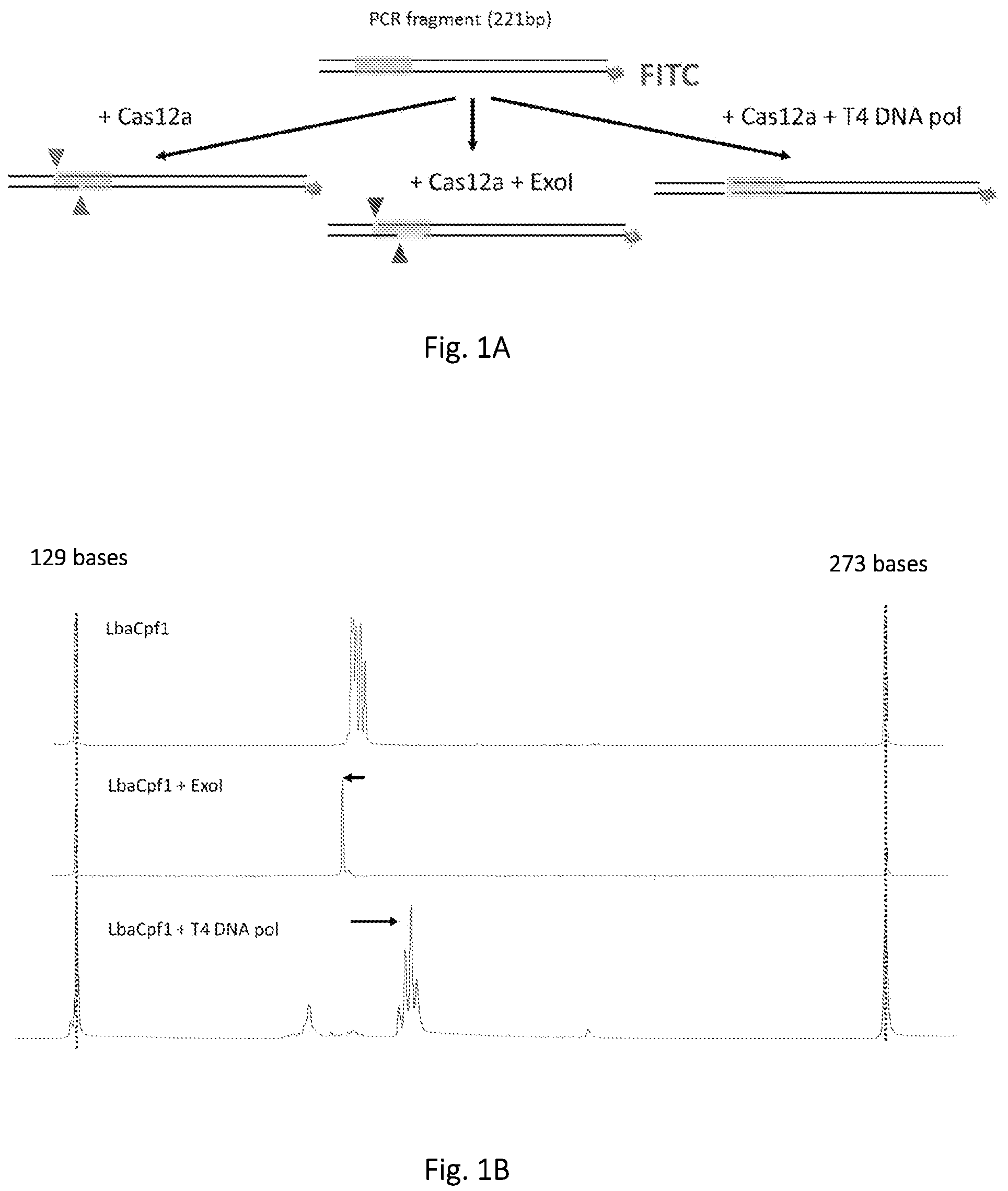 Patent US12139746 — Method of nucleic acid enrichment using site-specific nucleases followed by capture — Figure 1