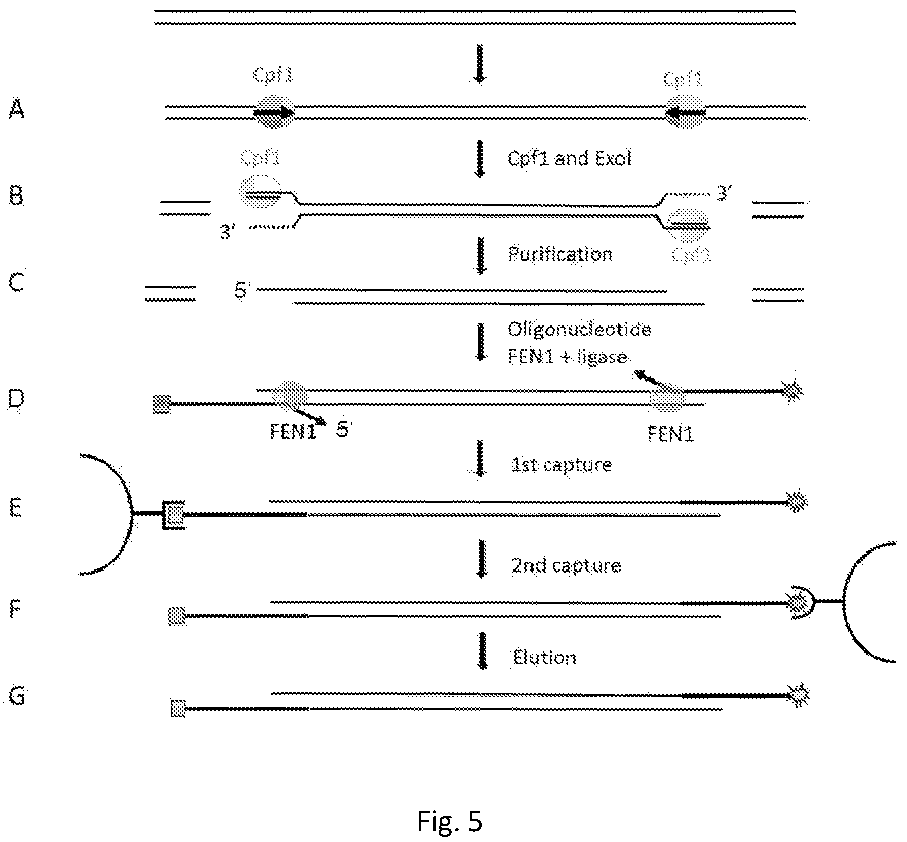 Patent US12139746 Figure 4 – Method of nucleic acid enrichment using site-specific nucleases followed by capture