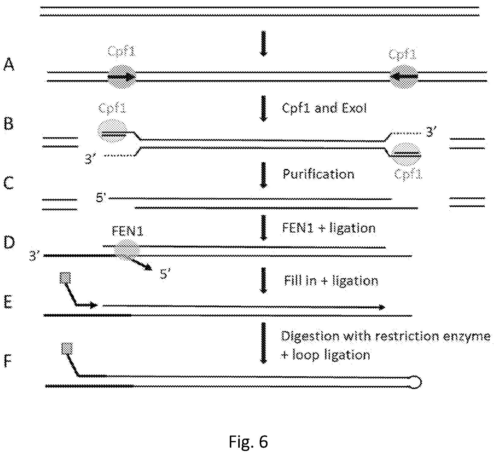 Patent US12139746 Figure 5 – Method of nucleic acid enrichment using site-specific nucleases followed by capture