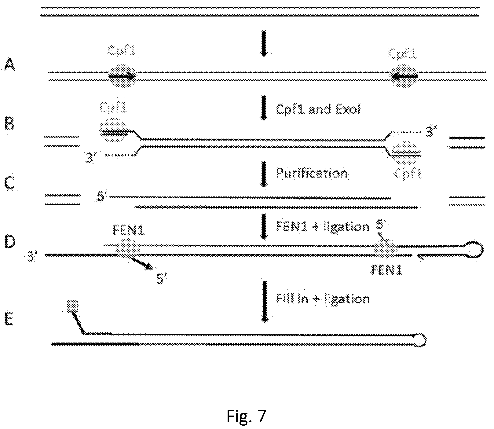 Patent US12139746 Figure 6 – Method of nucleic acid enrichment using site-specific nucleases followed by capture