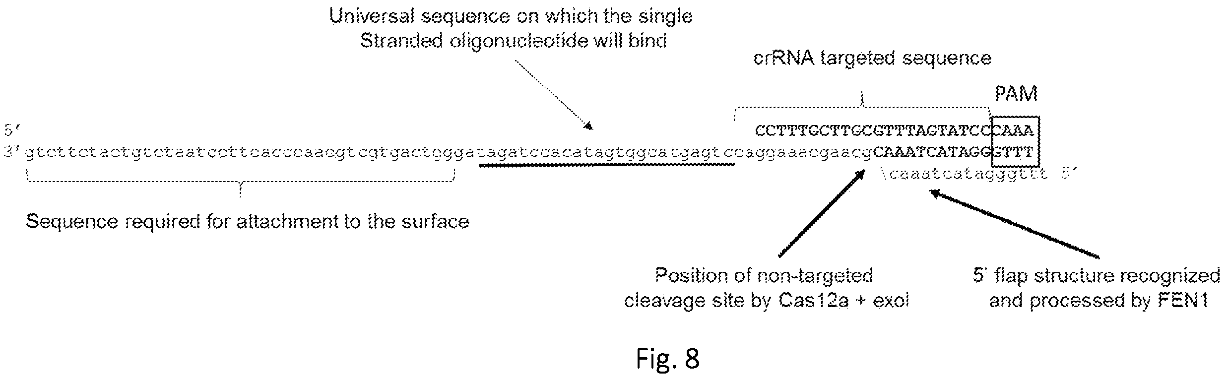 Patent US12139746 Figure 7 – Method of nucleic acid enrichment using site-specific nucleases followed by capture