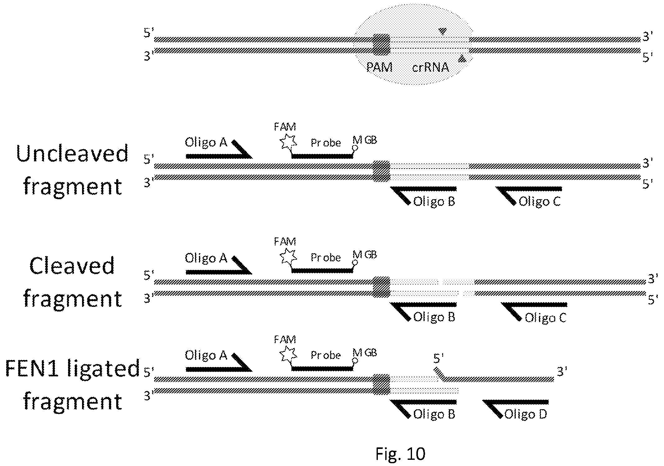 Patent US12139746 Figure 9 – Method of nucleic acid enrichment using site-specific nucleases followed by capture