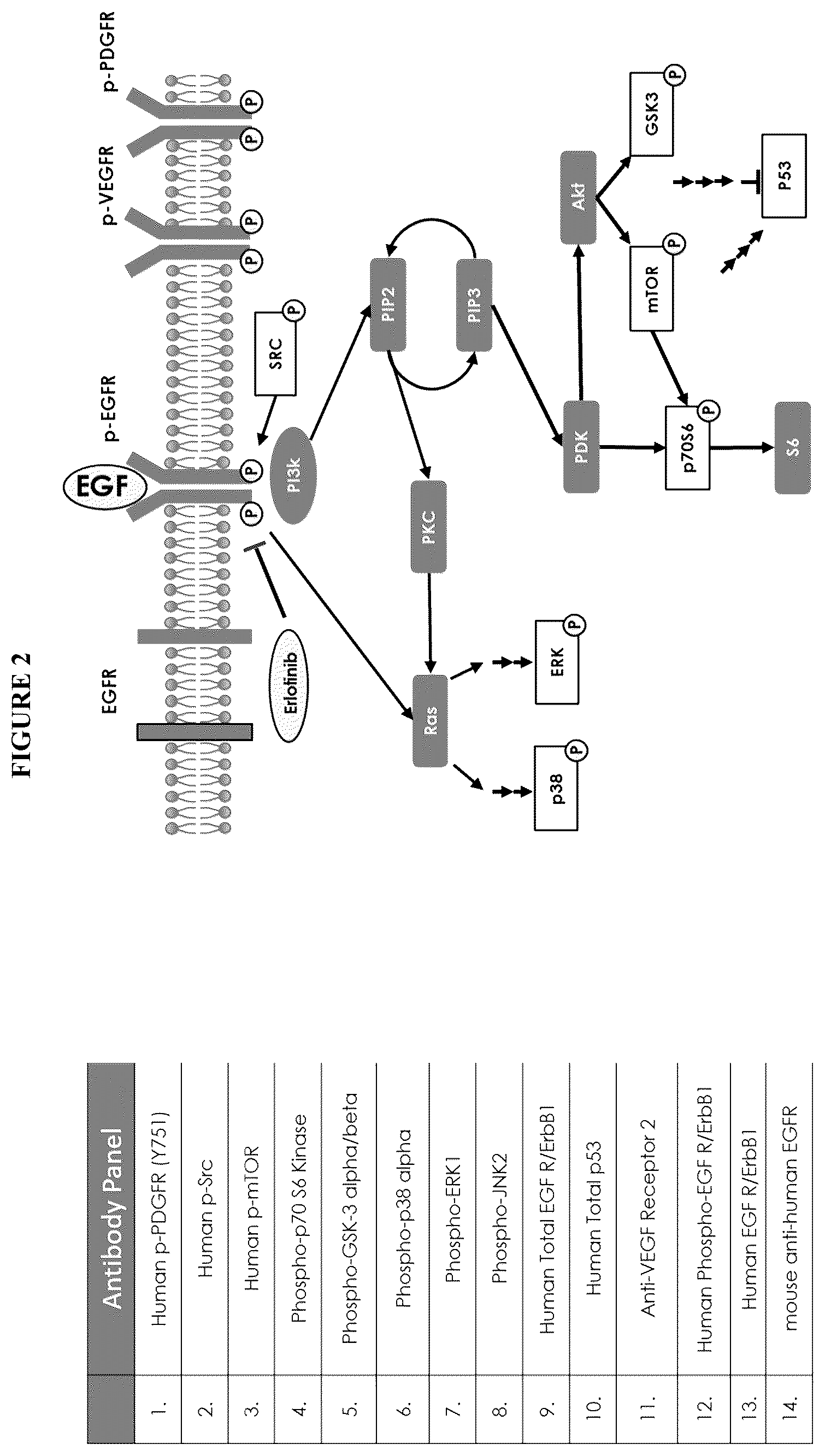Patent US12139748 Figure 2 – Compositions and methods for the simultaneous genomic, transcriptomic and proteomic analysis of single cells