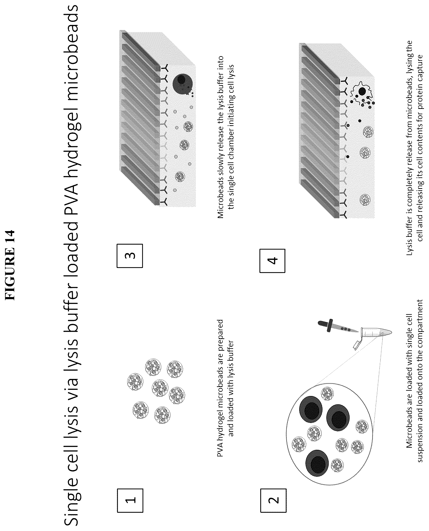Patent US12139748 Figure 14 – Compositions and methods for the simultaneous genomic, transcriptomic and proteomic analysis of single cells