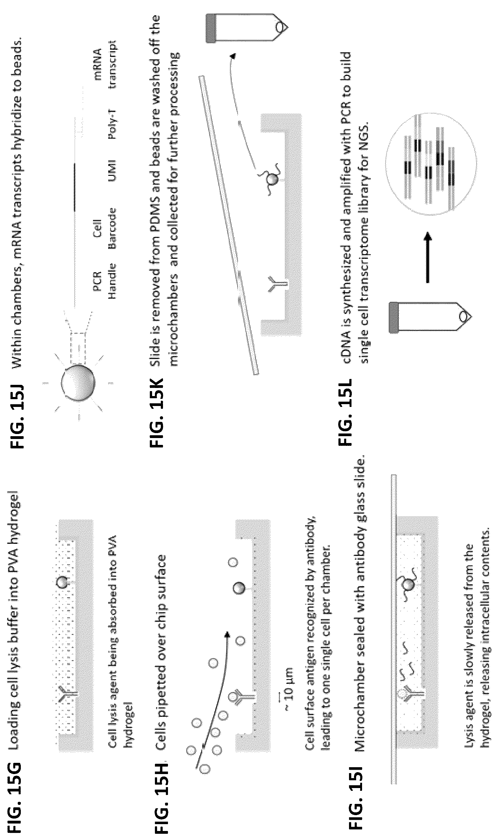 Patent US12139748 Figure 16 – Compositions and methods for the simultaneous genomic, transcriptomic and proteomic analysis of single cells