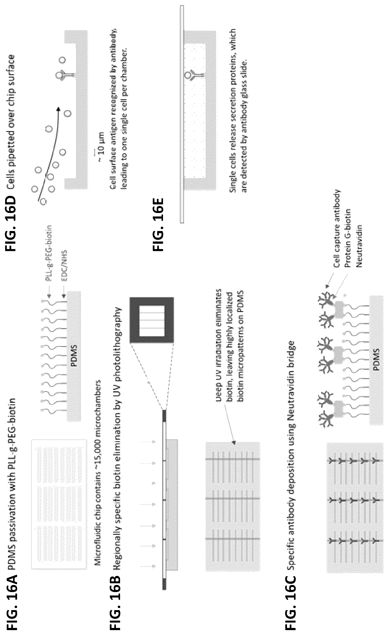 Patent US12139748 Figure 17 – Compositions and methods for the simultaneous genomic, transcriptomic and proteomic analysis of single cells