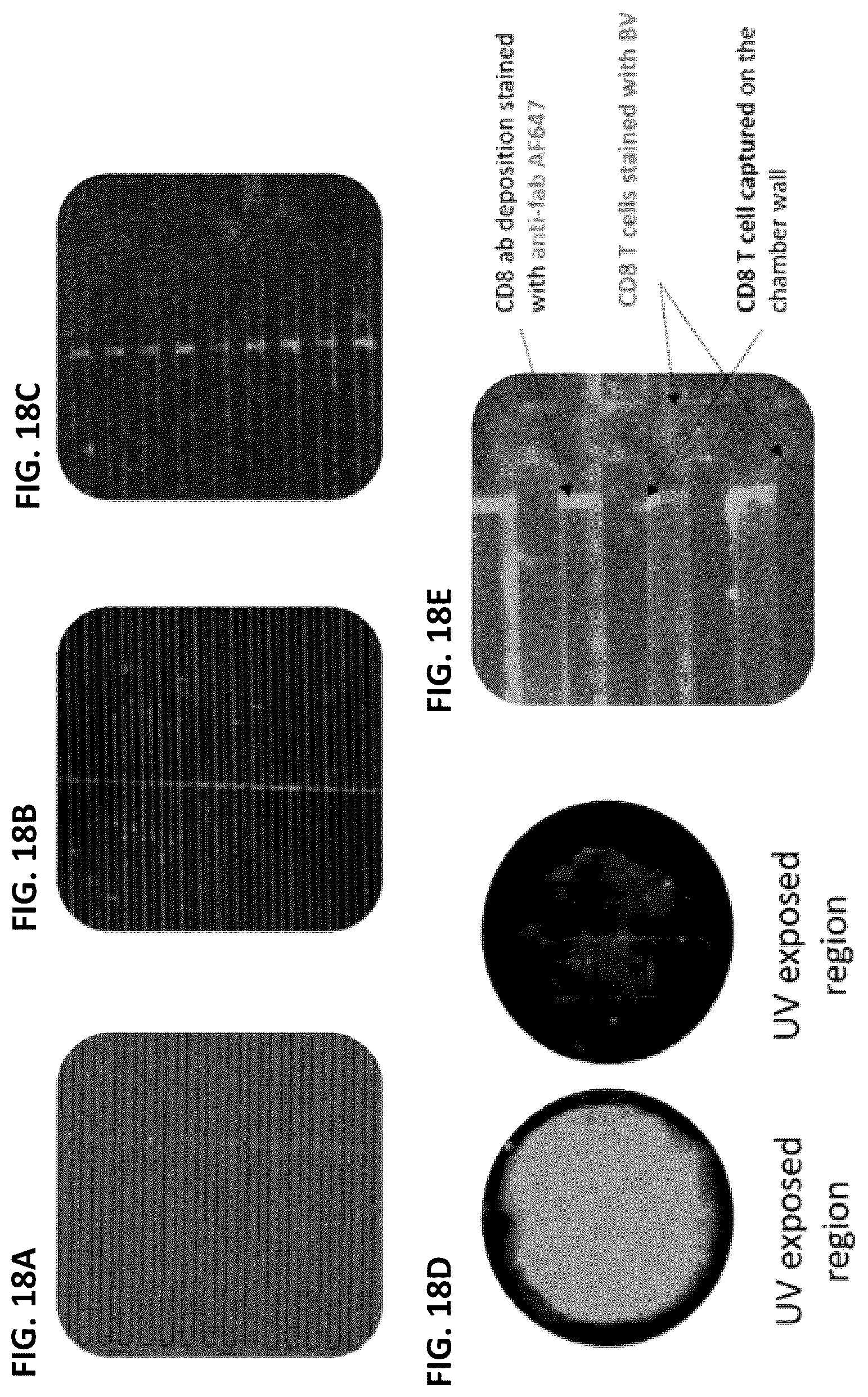 Patent US12139748 Figure 19 – Compositions and methods for the simultaneous genomic, transcriptomic and proteomic analysis of single cells