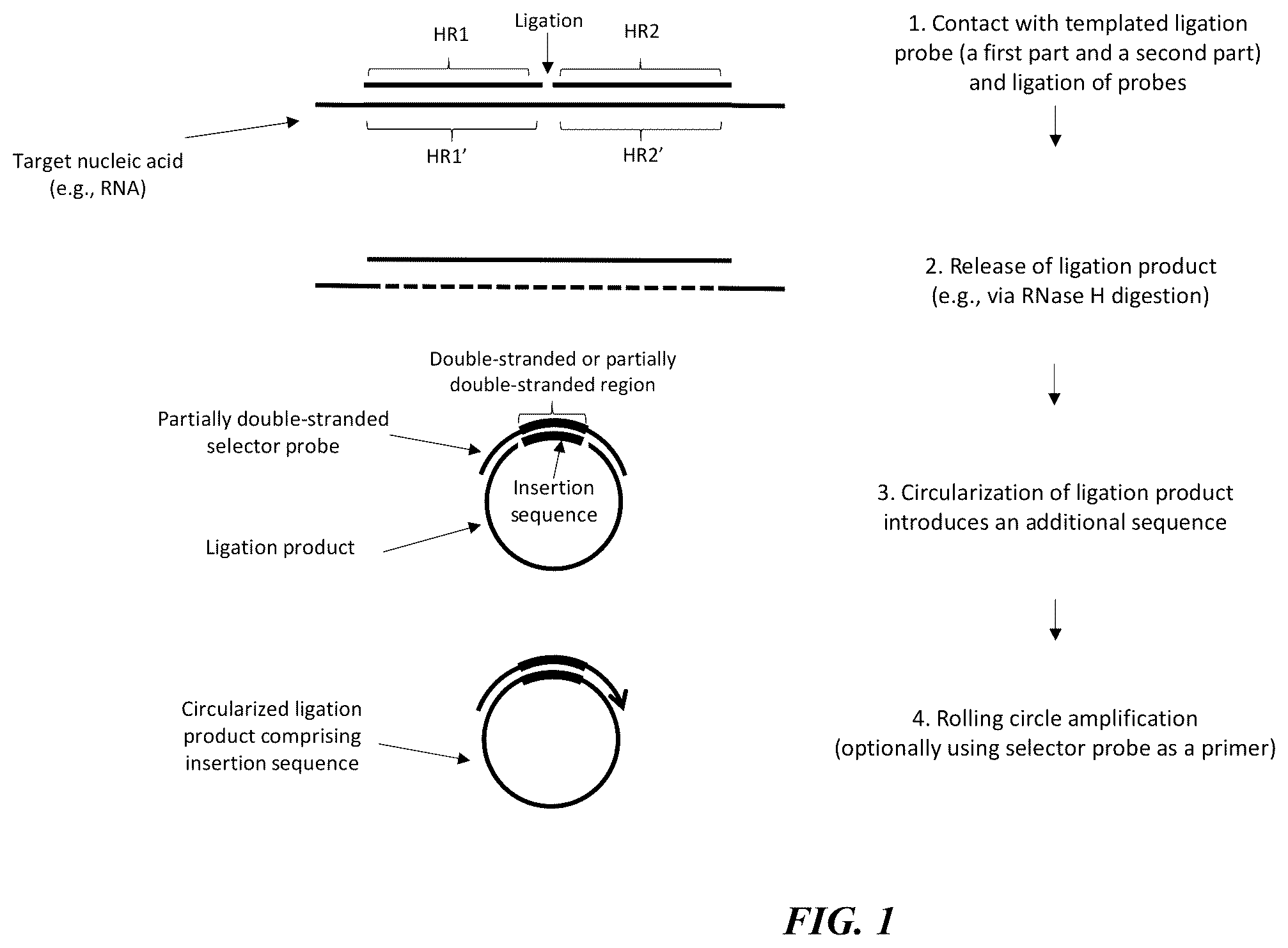 Patent US12139751 Figure 1 – Circularizable probes for in situ analysis