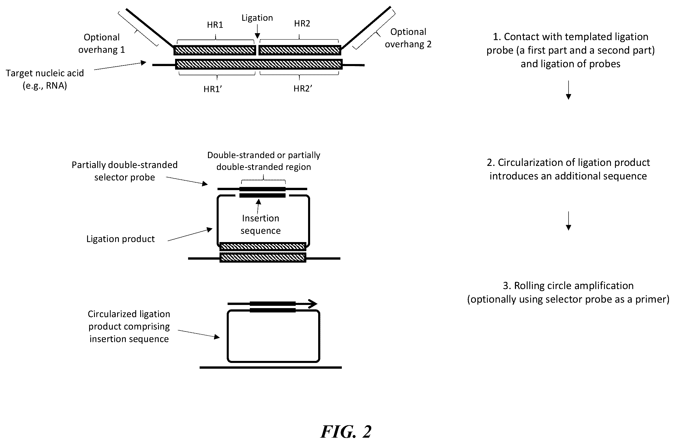Patent US12139751 Figure 2 – Circularizable probes for in situ analysis