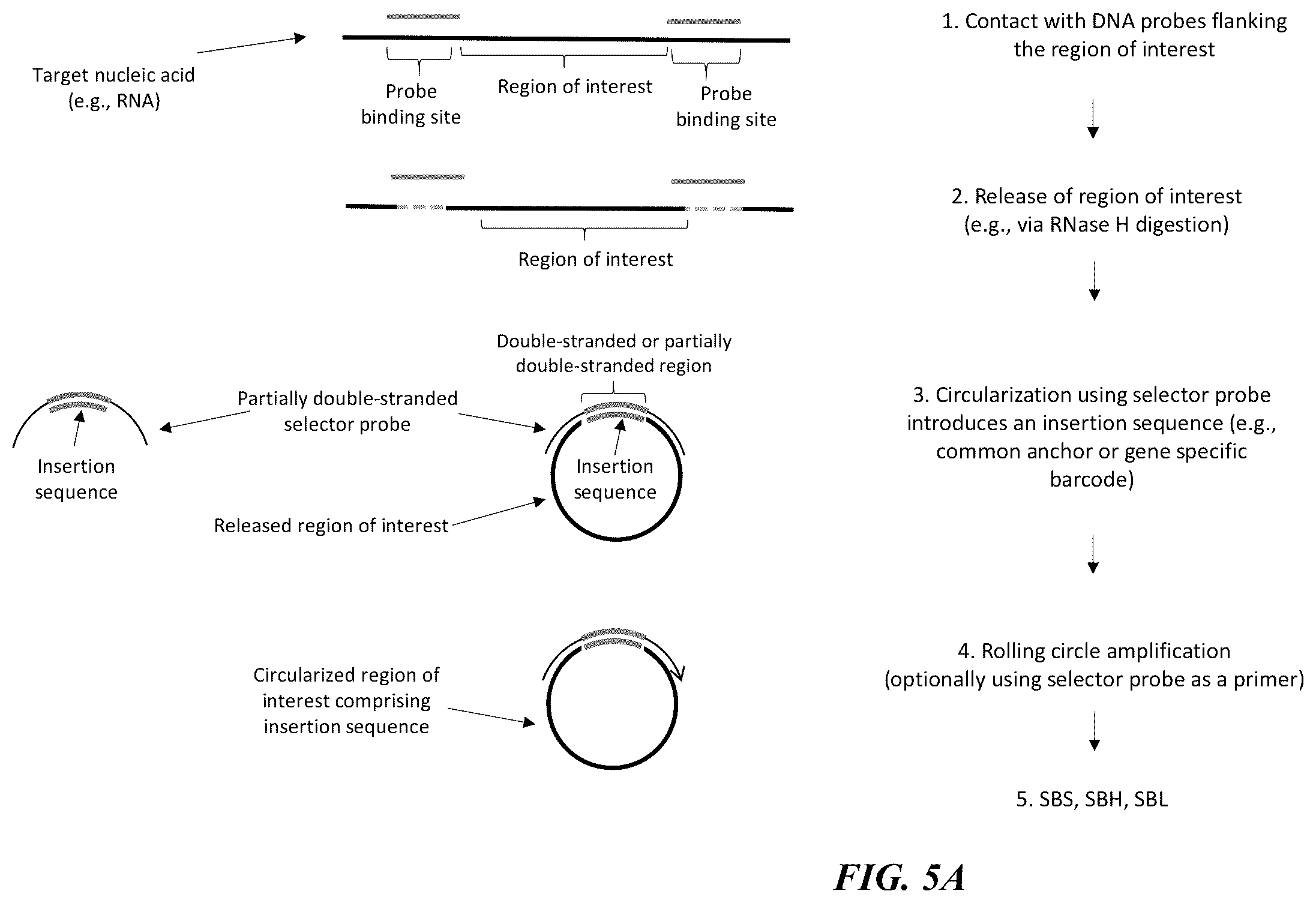 Patent US12139751 Figure 5 – Circularizable probes for in situ analysis