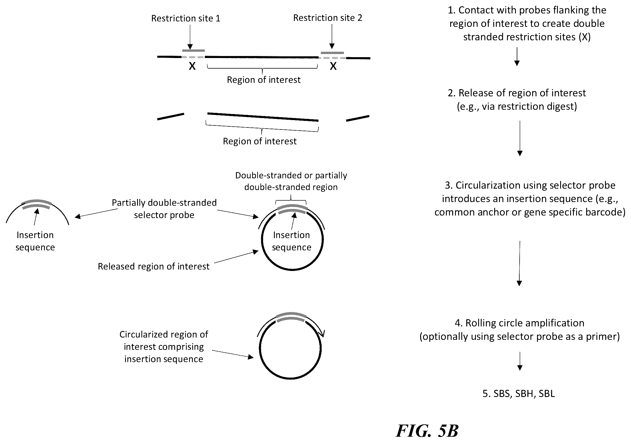 Patent US12139751 Figure 6 – Circularizable probes for in situ analysis