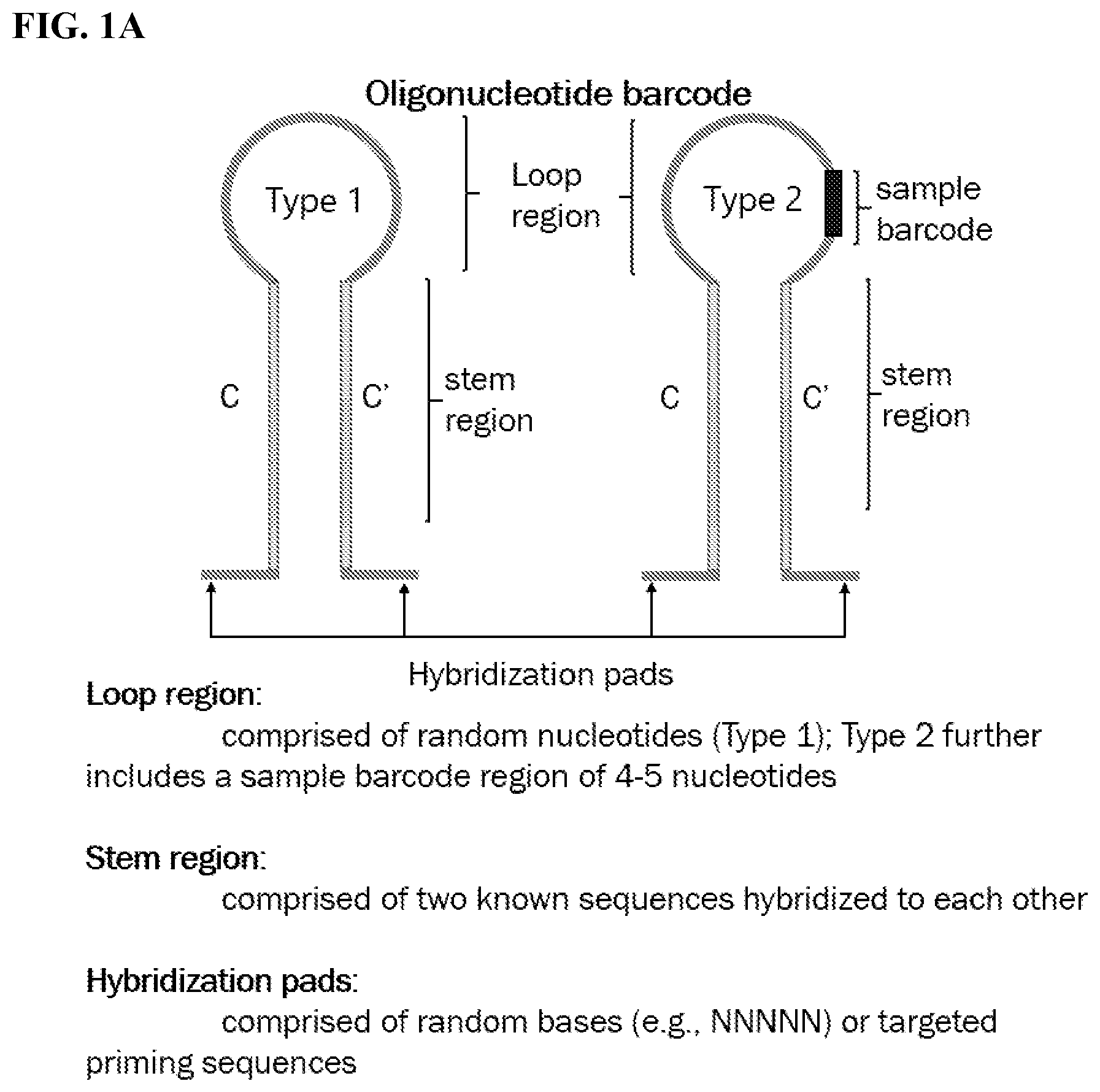 Patent US12139754 Figure 1 – Polynucleotide barcodes for long read sequencing