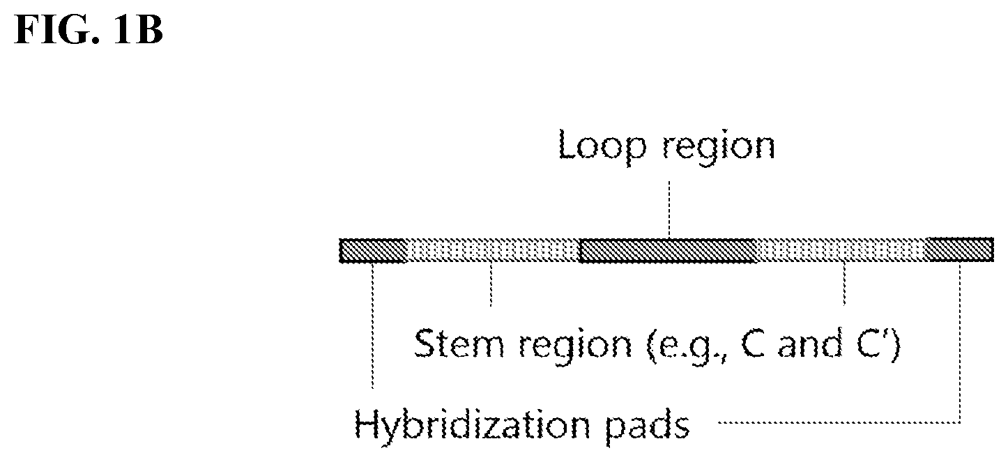 Patent US12139754 Figure 2 – Polynucleotide barcodes for long read sequencing