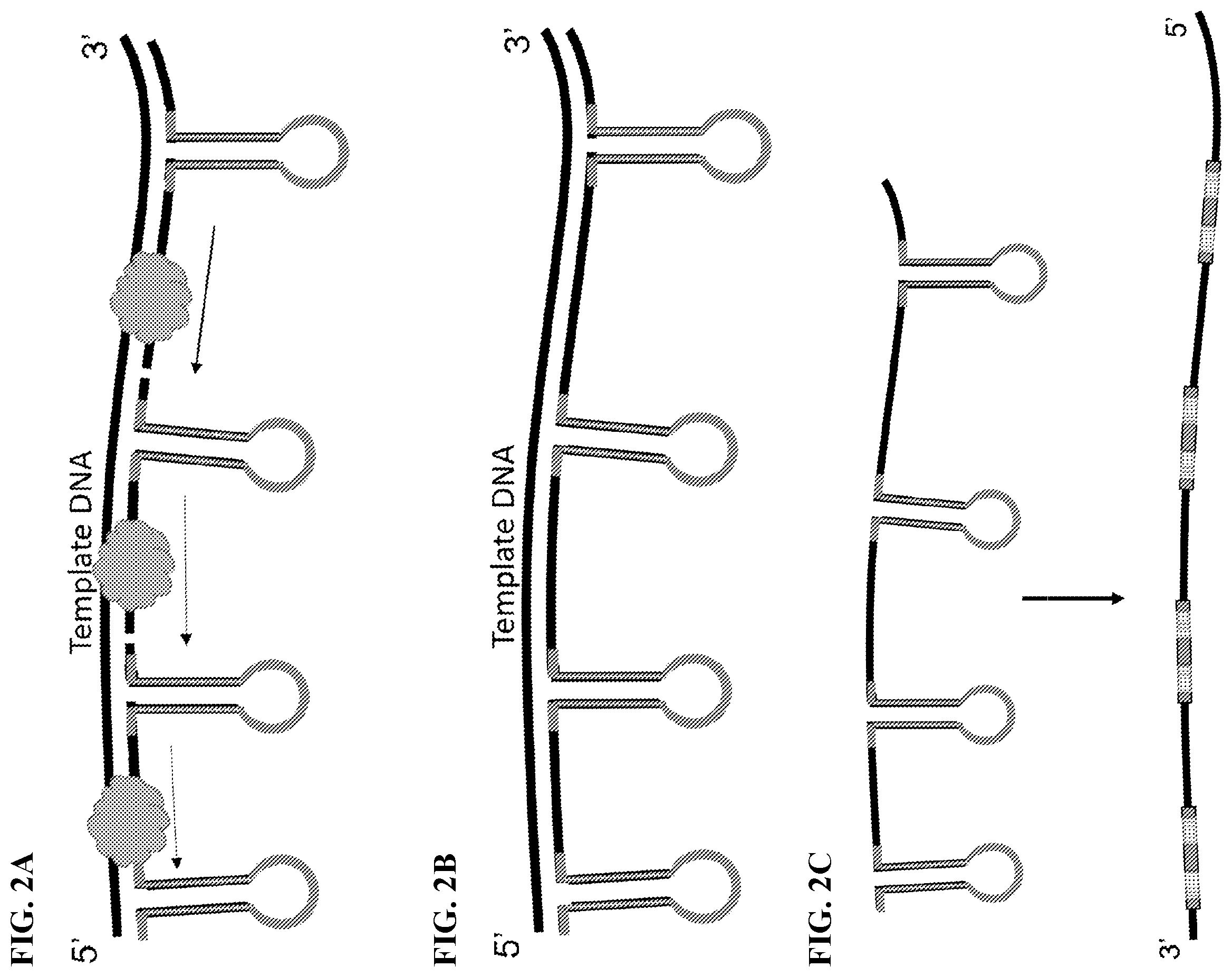 Patent US12139754 Figure 3 – Polynucleotide barcodes for long read sequencing