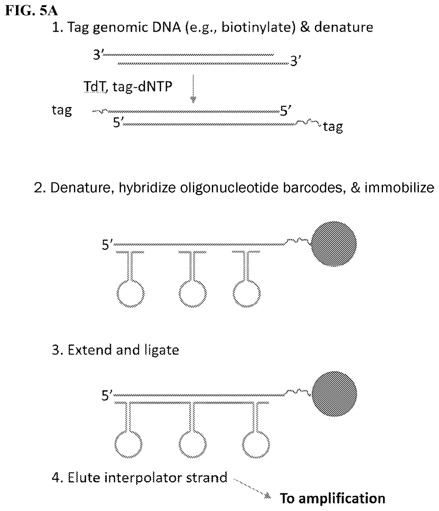 Patent US12139754 Figure 5 – Polynucleotide barcodes for long read sequencing