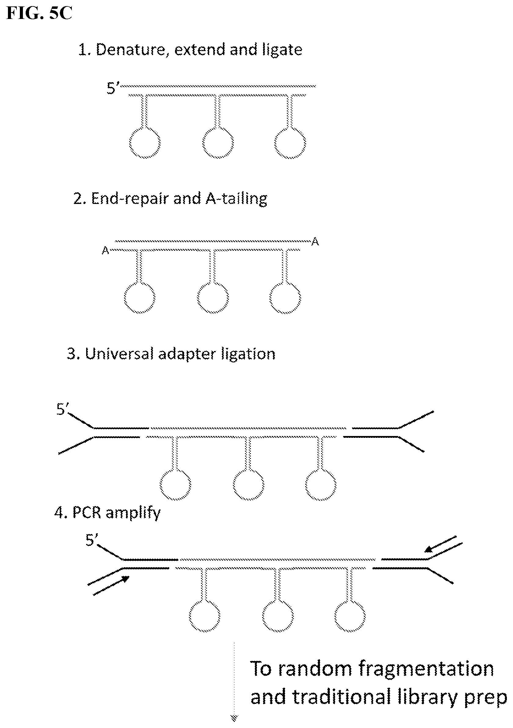Patent US12139754 Figure 7 – Polynucleotide barcodes for long read sequencing