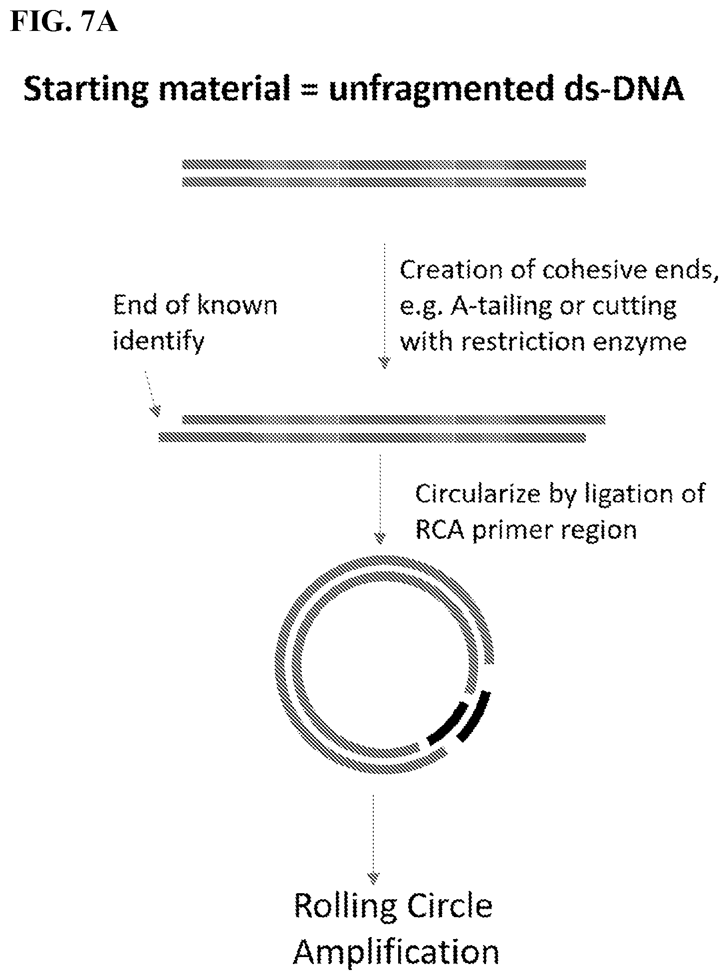 Patent US12139754 Figure 10 – Polynucleotide barcodes for long read sequencing
