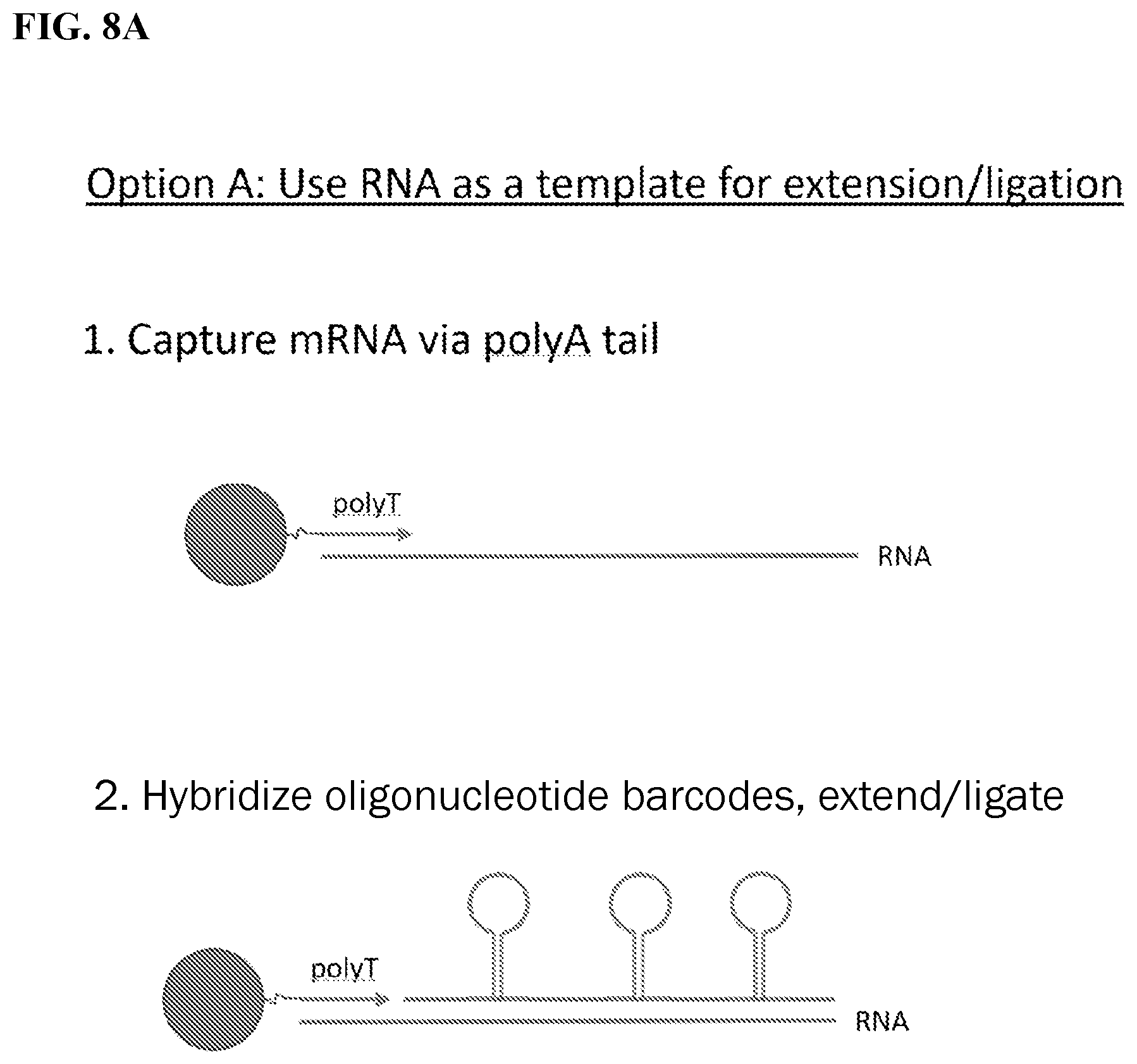 Patent US12139754 Figure 12 – Polynucleotide barcodes for long read sequencing