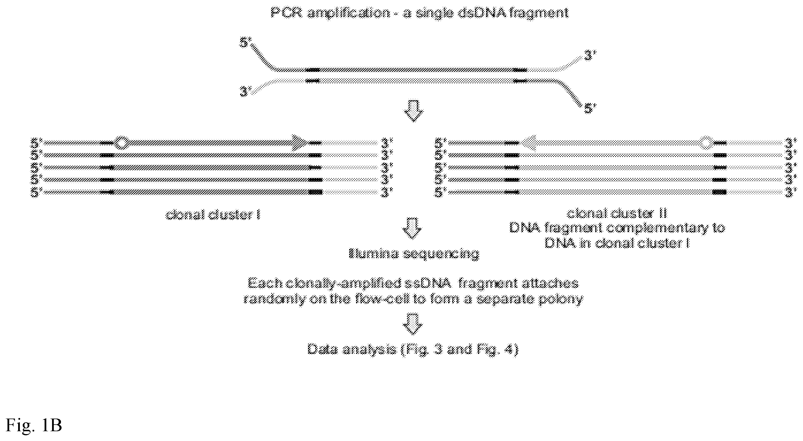 Patent US12139757 Figure 2 – Method for accurate sequencing of DNA