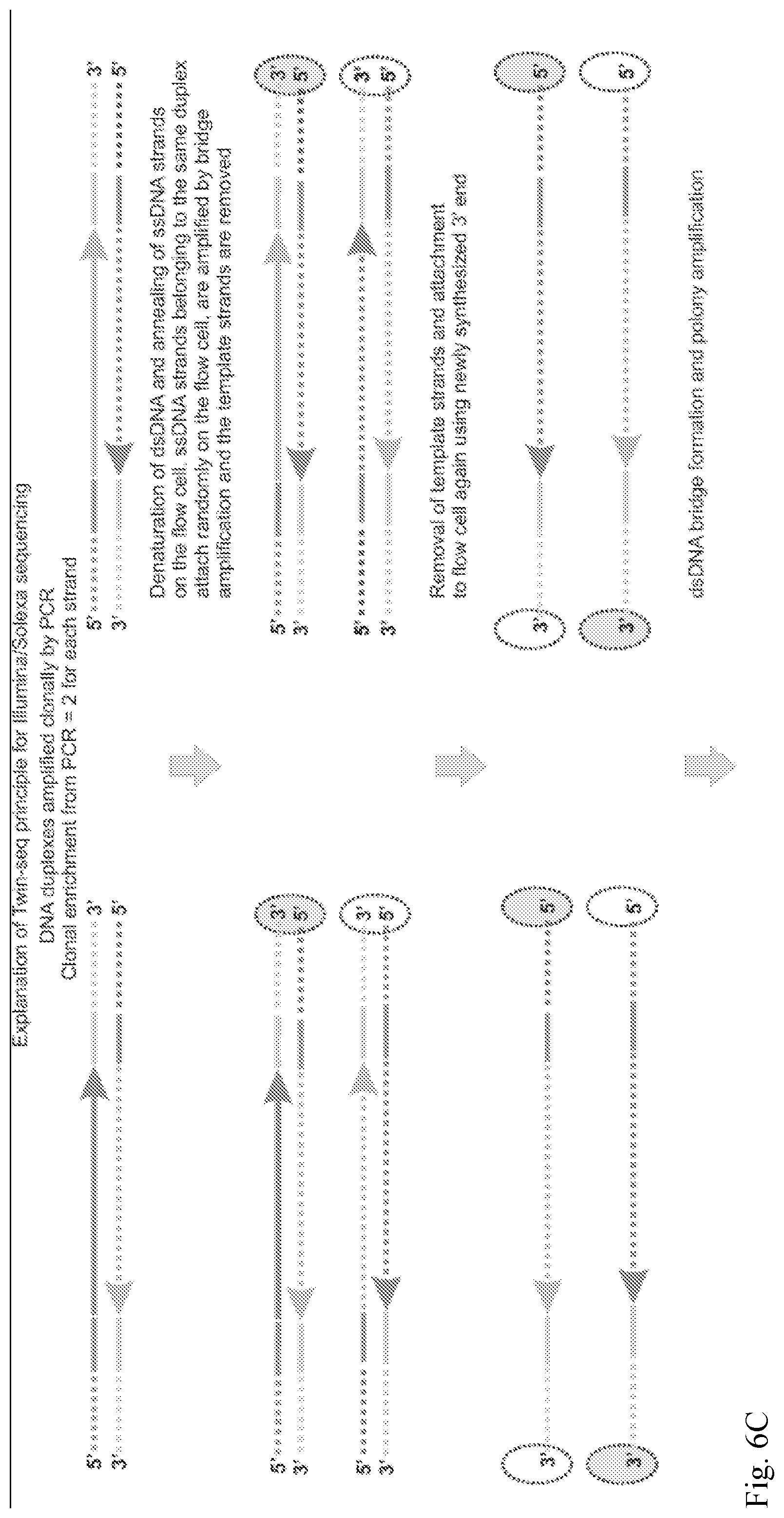 Patent US12139757 Figure 9 – Method for accurate sequencing of DNA