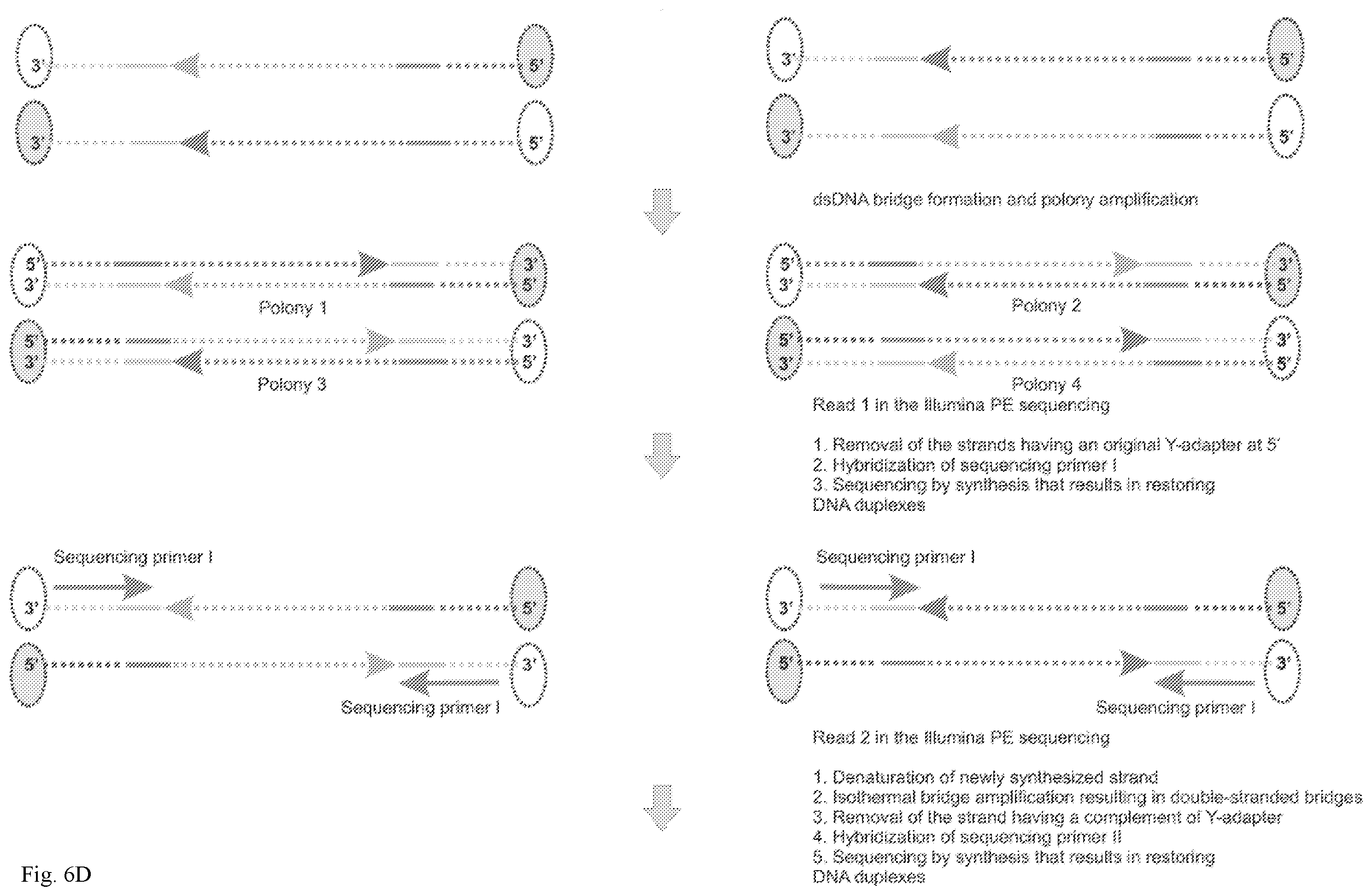 Patent US12139757 Figure 10 – Method for accurate sequencing of DNA
