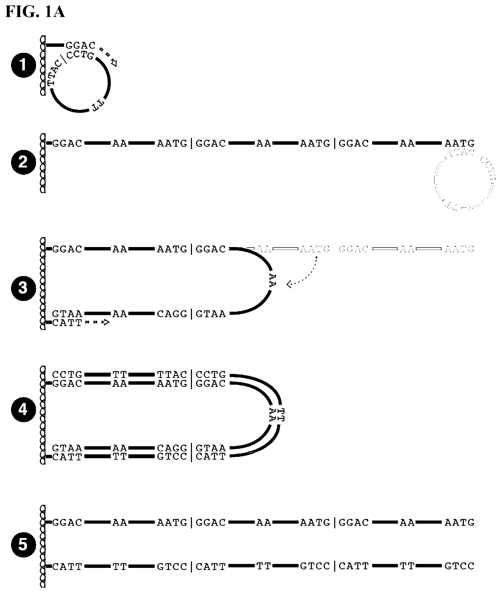 Patent US12139759 Figure 1 – Methods of sequencing circular template polynucleotides