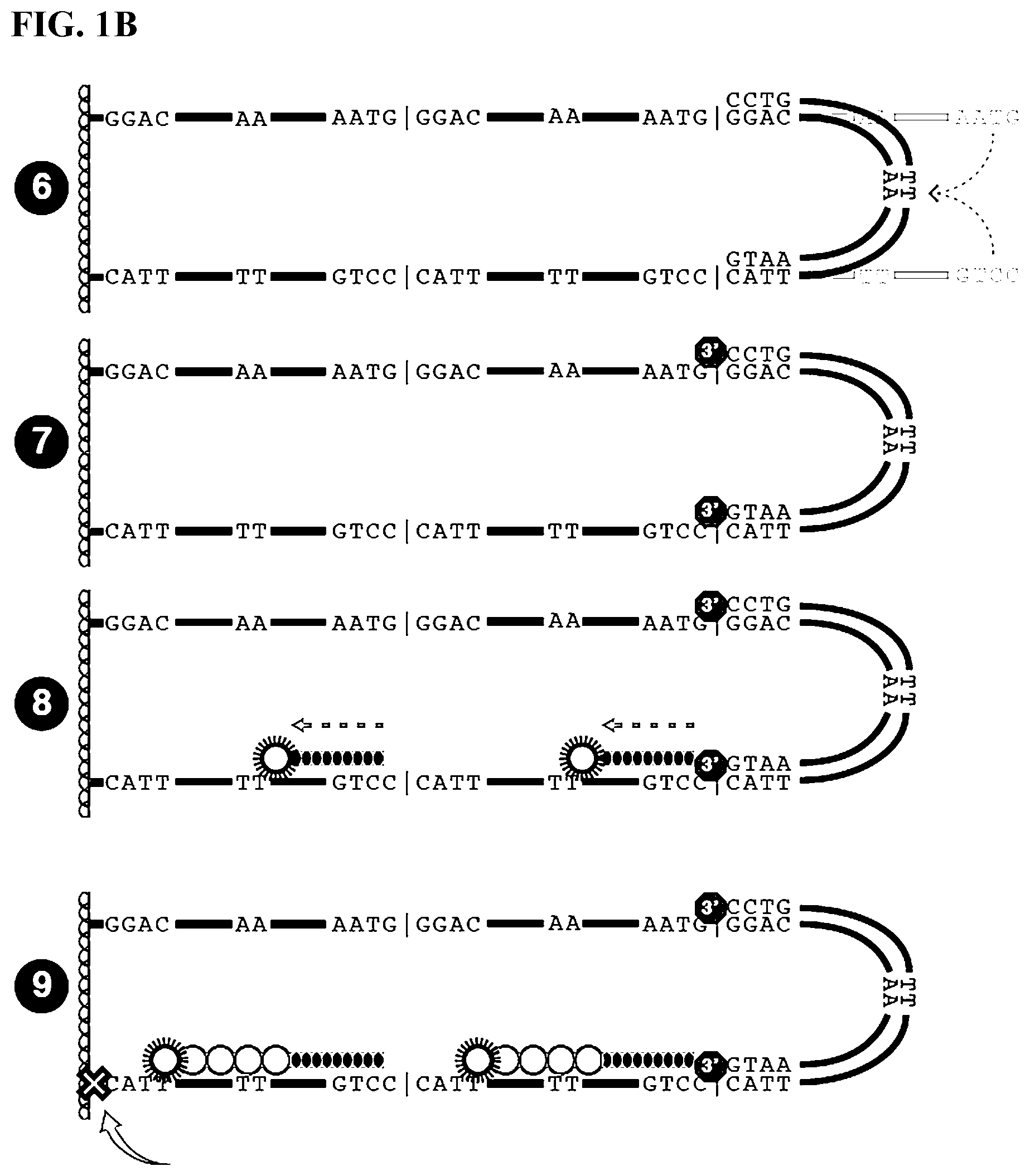 Patent US12139759 Figure 2 – Methods of sequencing circular template polynucleotides