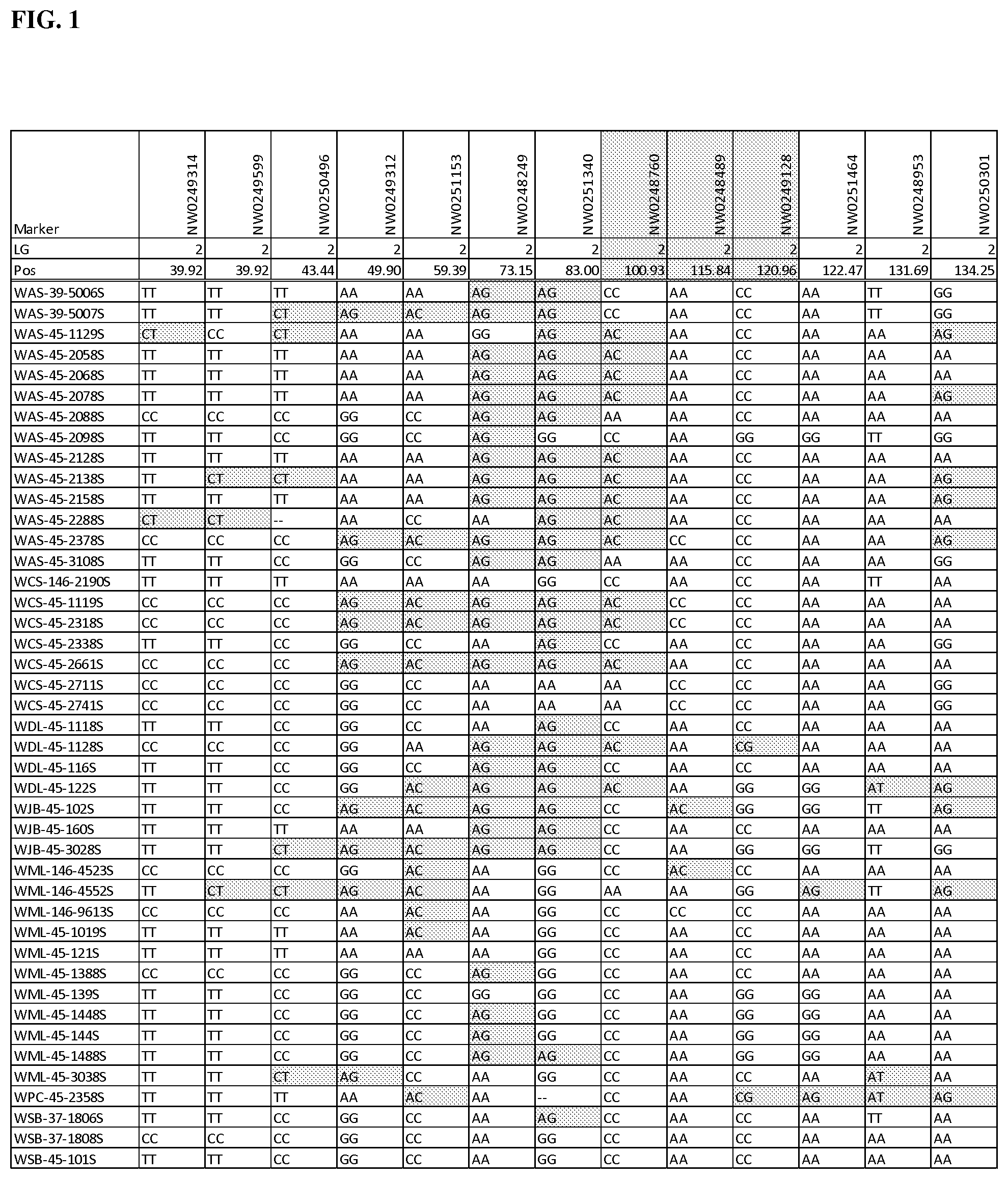 Patent US12139770 Figure 1 – Methods and assays for male sterile watermelon