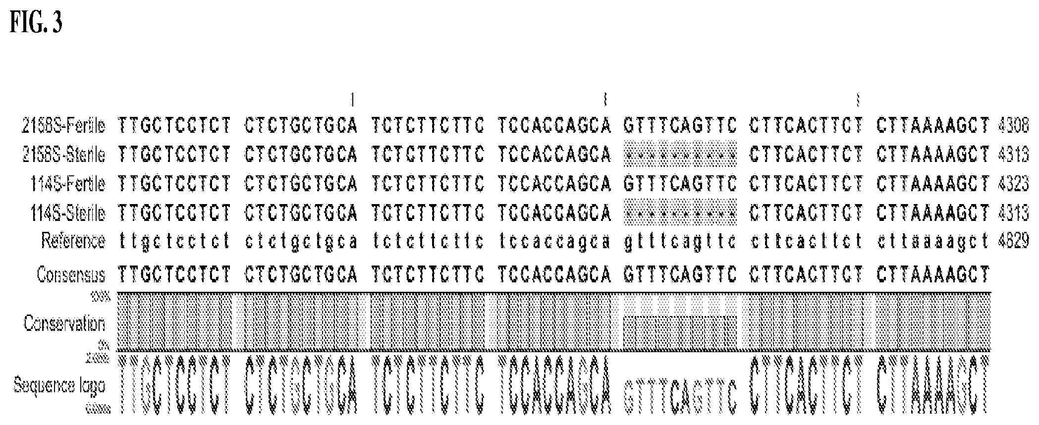 Patent US12139770 Figure 3 – Methods and assays for male sterile watermelon