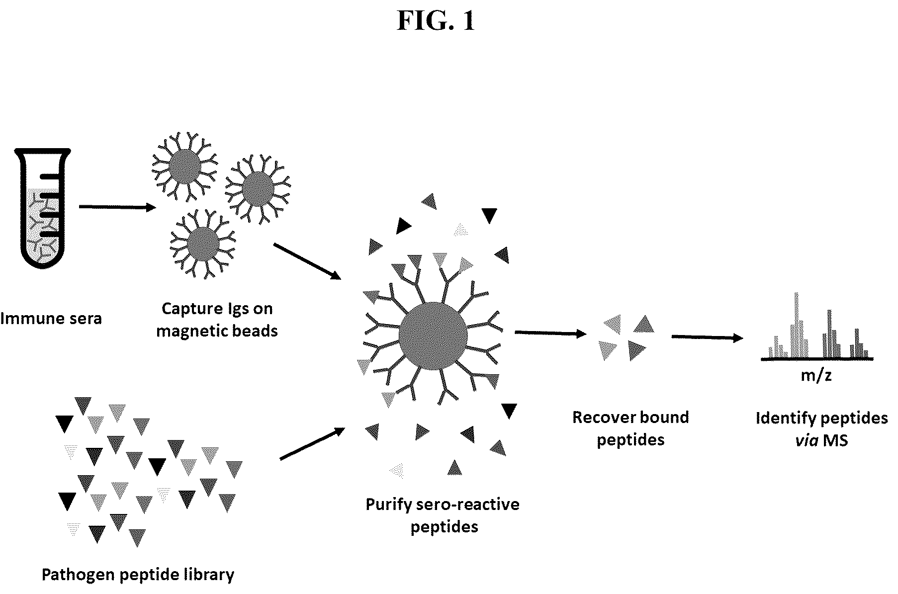 Patent US12139815 Figure 1 – Methods for rapid detection of immunogenic epitopes in biothreat agents and emerging pathogens for peptide vaccines and therapeutics