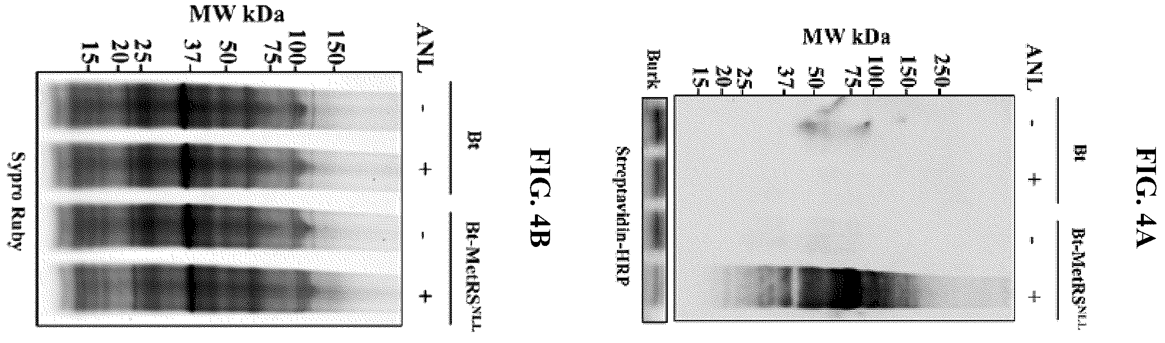 Patent US12139815 Figure 5 – Methods for rapid detection of immunogenic epitopes in biothreat agents and emerging pathogens for peptide vaccines and therapeutics
