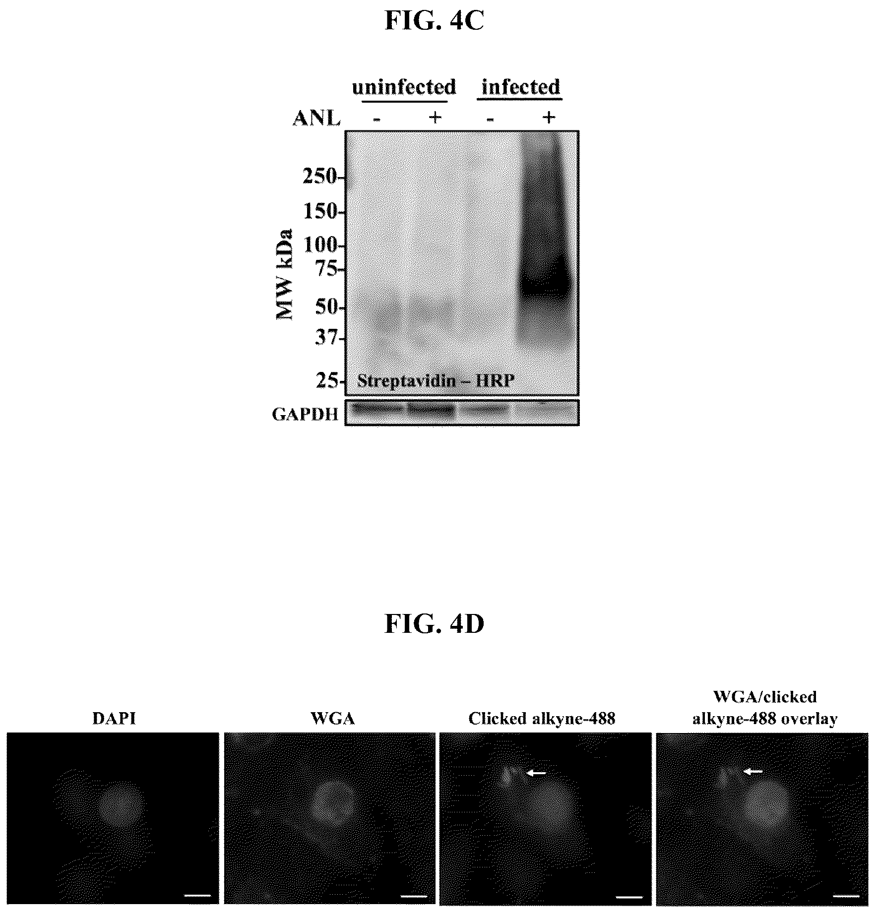 Patent US12139815 Figure 6 – Methods for rapid detection of immunogenic epitopes in biothreat agents and emerging pathogens for peptide vaccines and therapeutics